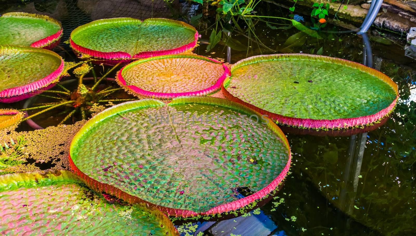 closeup of the big leaves of a victoria longwood hybrid, cultivar of Amazonica and cruziana, popular tropical water plant specie from America