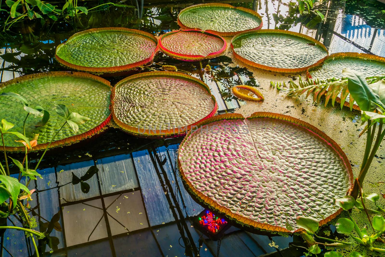 closeup of a victoria amazonica longwood hybrid, tropical water lilly plant with huge leaves