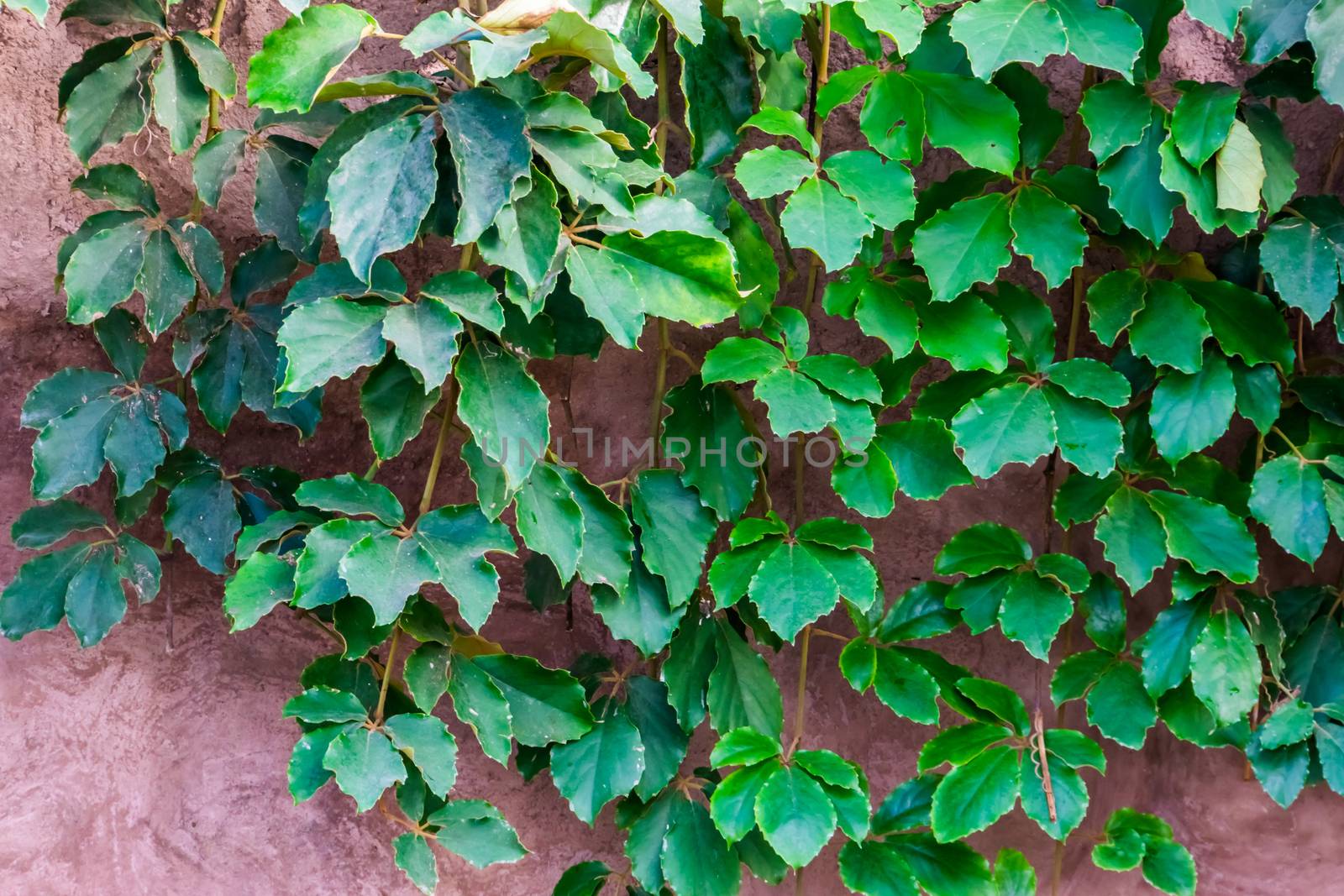 the foliage of a giant grape vine plant, tropical and popular cultivated plant specie in horticulture by charlottebleijenberg