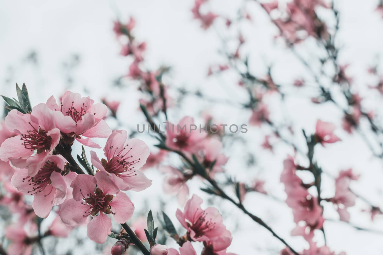 Blooming fruit tree close up. by GraffiTimi