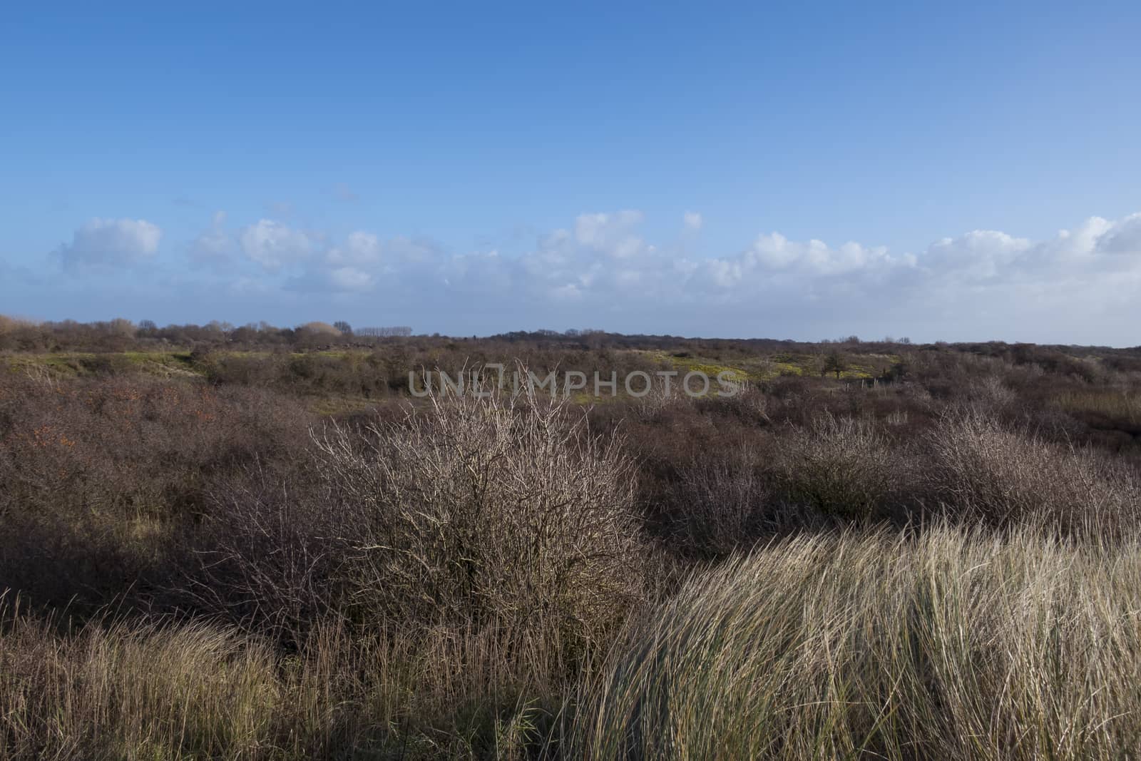 the dunes in holland near rockanje in winter