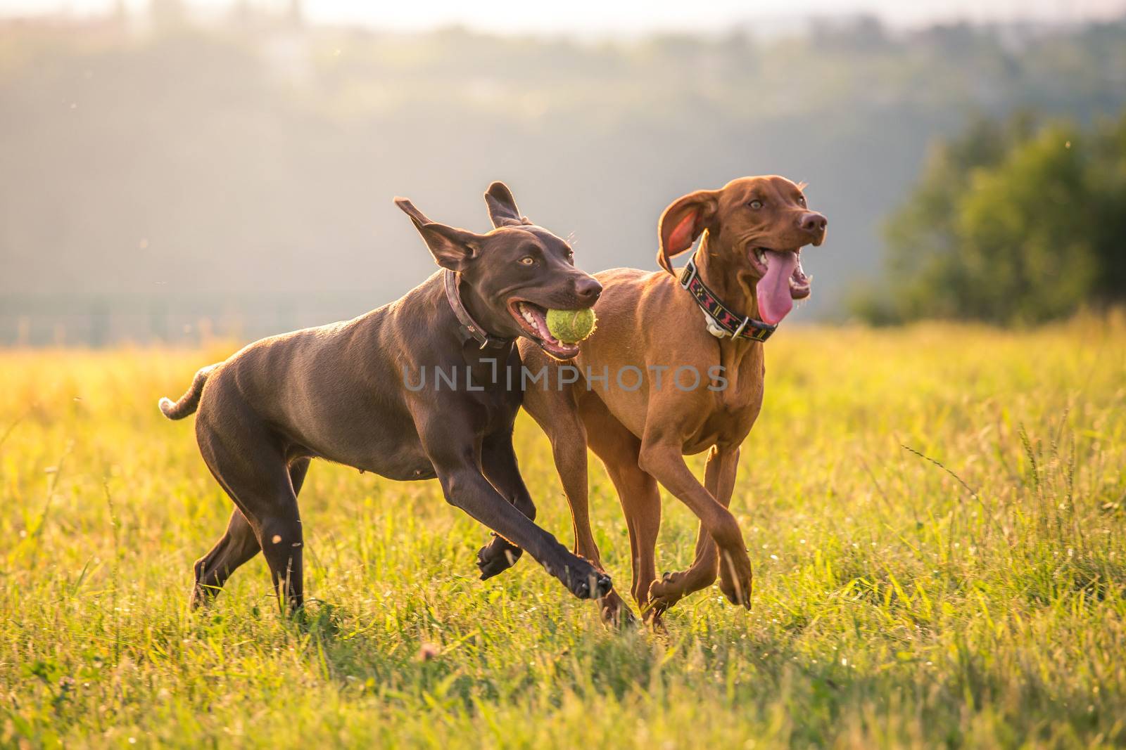 Two young funny cute dogs - Hungarian Short-haired Pointing Dog- running on a grass.