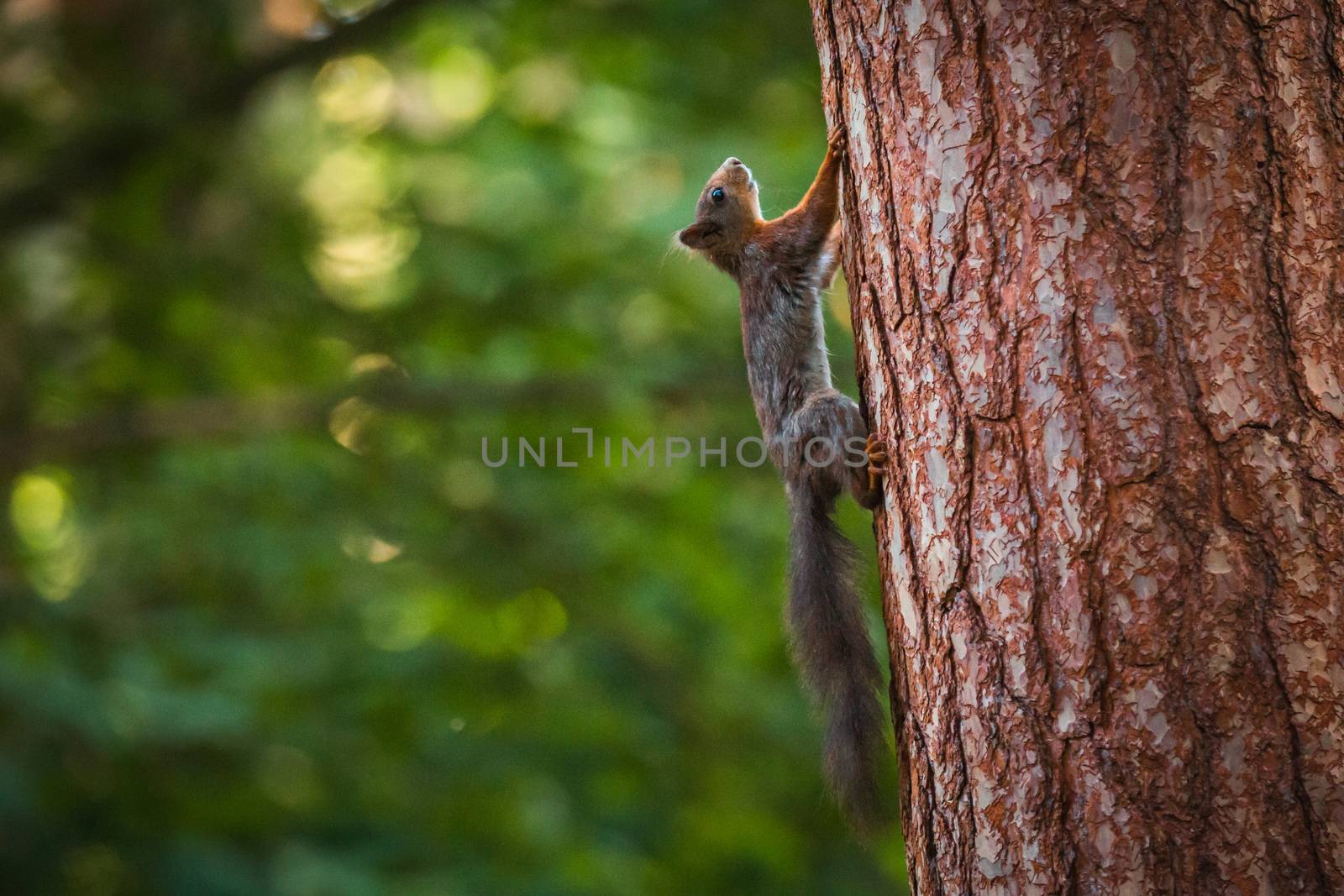 Curious squirrel in the Autumn park