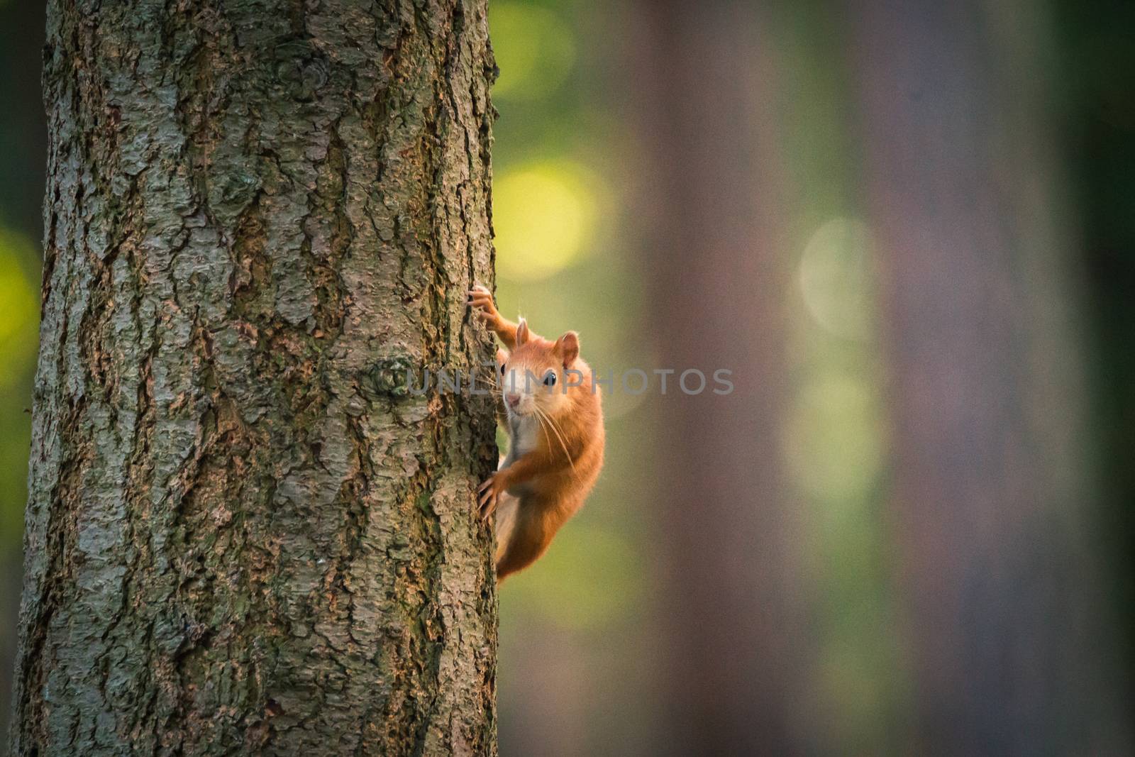 Portrait of squirrel on the tree trunk. Wildlife Concepts. Photography of wild animal playing with photographer and posing.