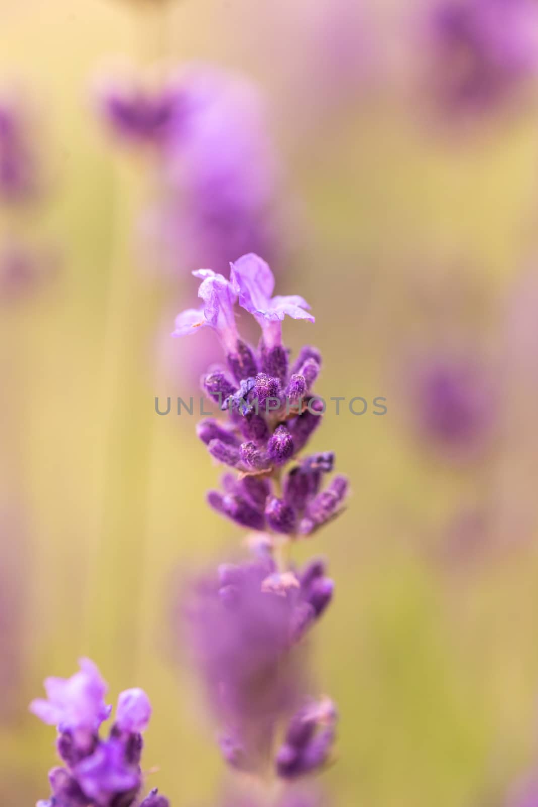 Close up ear of lavender purple aromatic flowers at lavender field in summer by petrsvoboda91