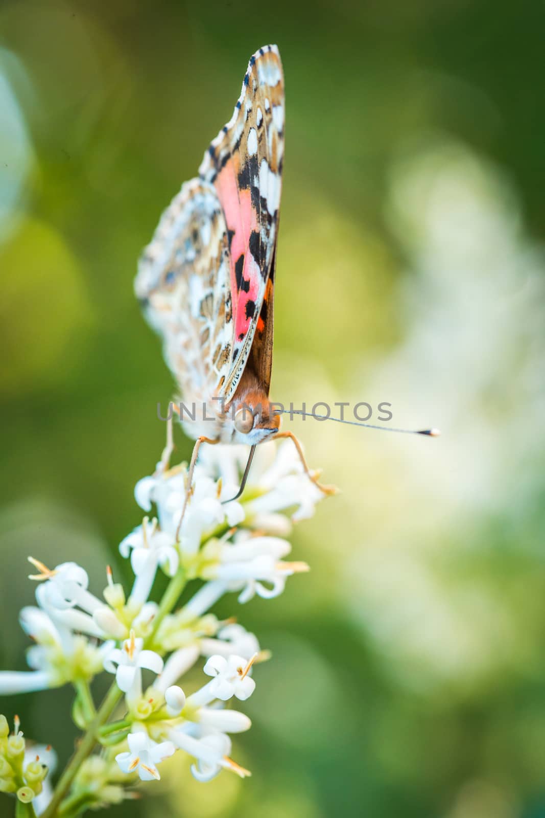 A lovely butterfly sits on a lavender flower