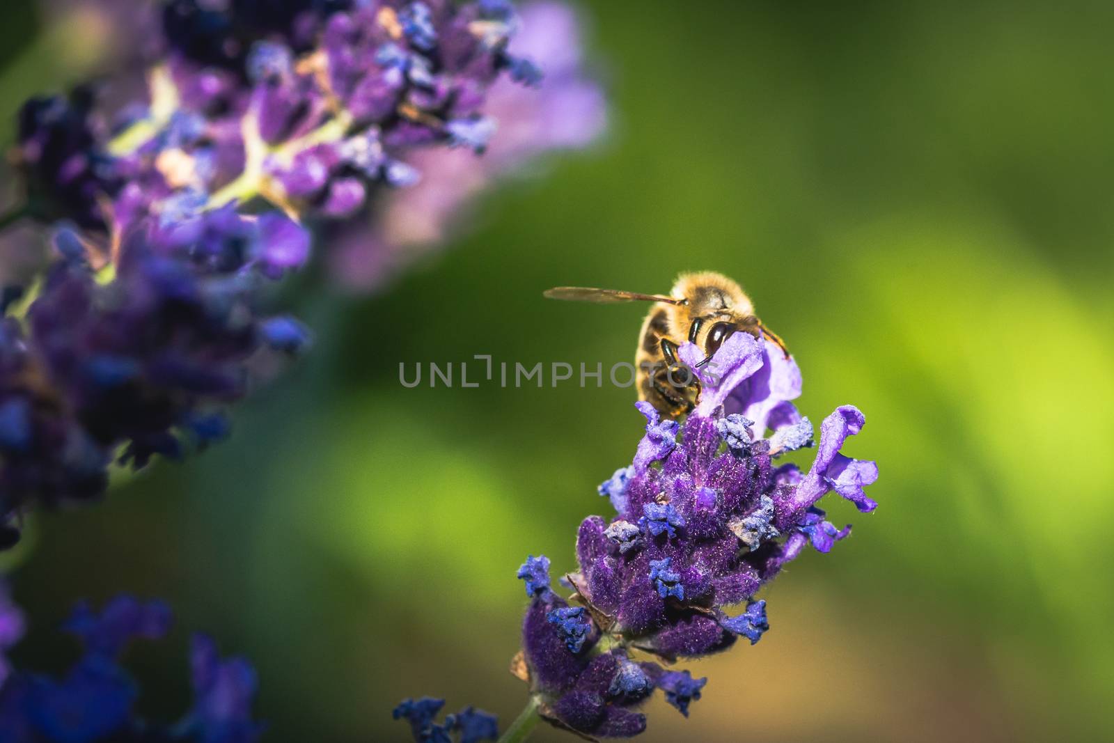 Bee pollination on a lavender flower. Macro photo. Close up. by petrsvoboda91