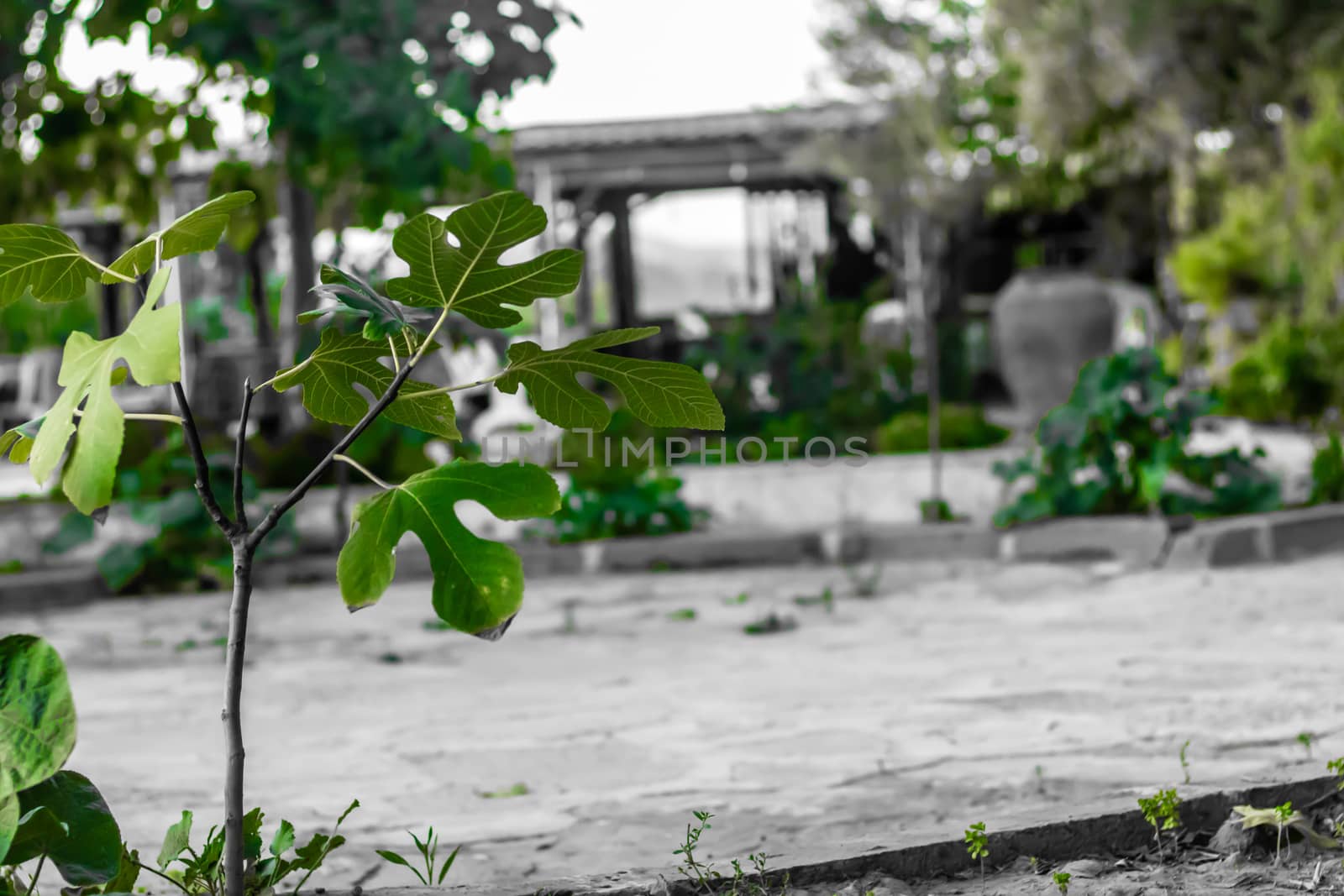 a closeup shoot from a green plant with black and white background. photo has taken izmir/turkey.