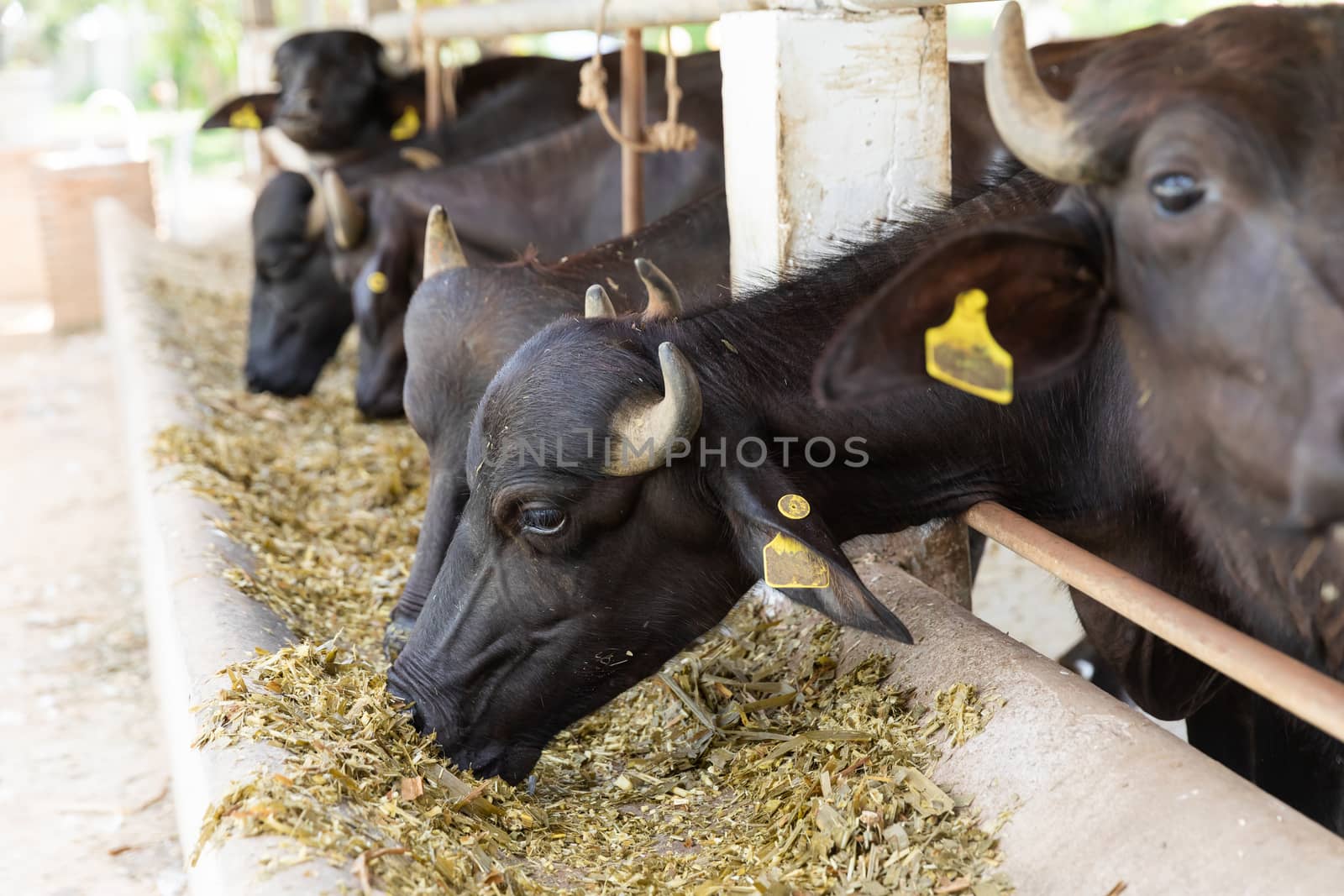 Feeding murrah buffalo with chopped dried hay in farm