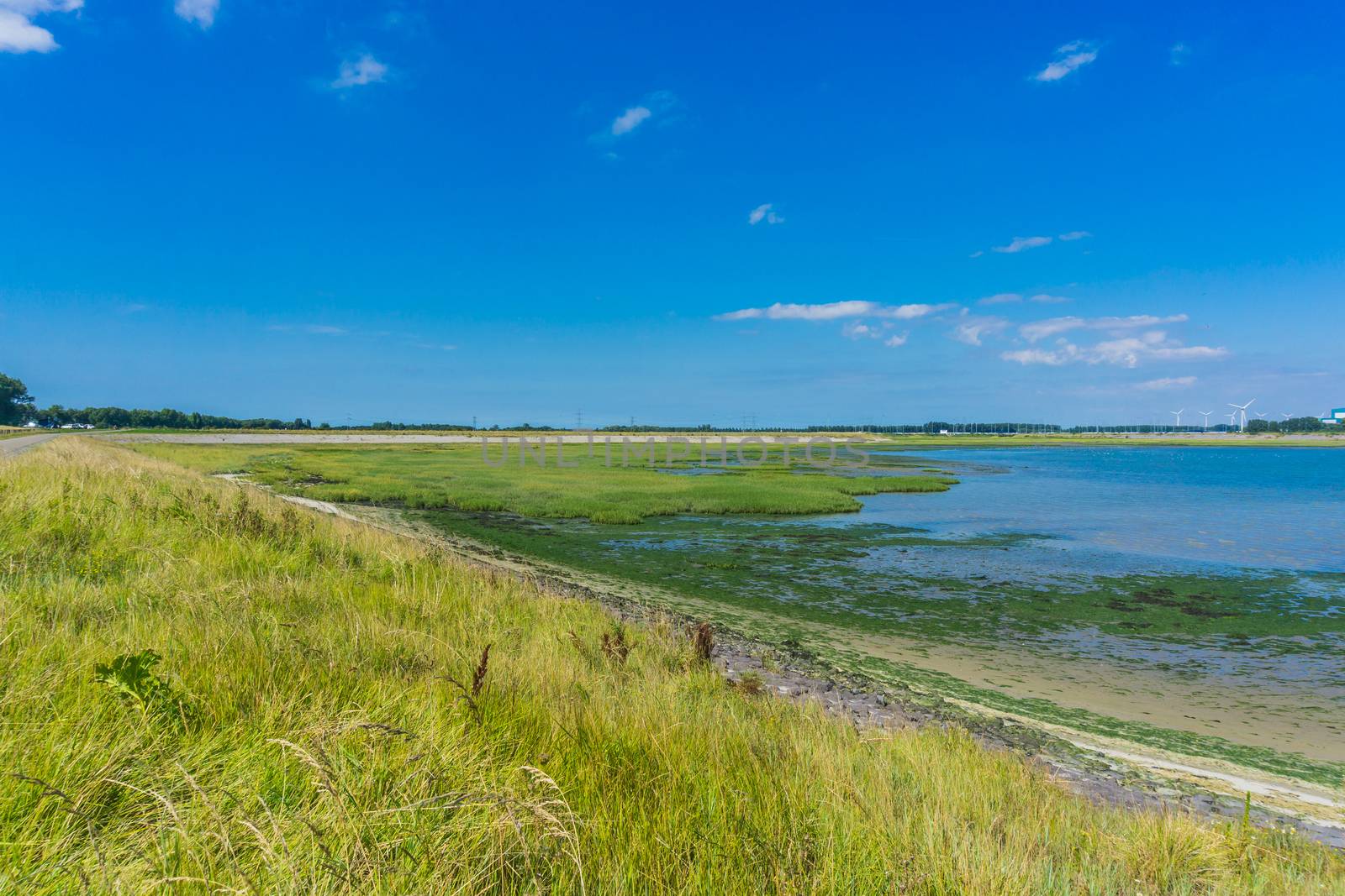 sea landscape with seaweed by charlottebleijenberg