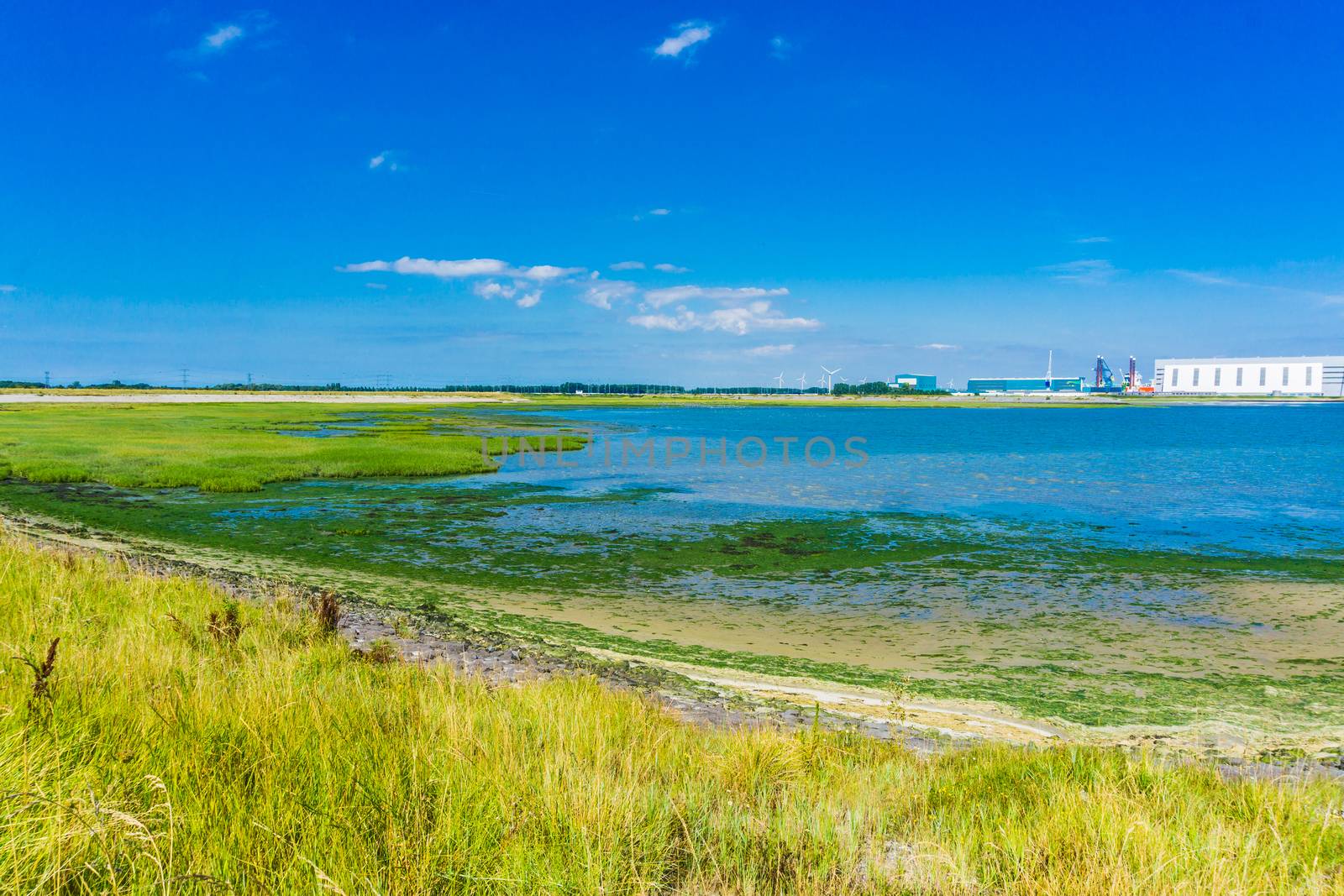 sea landscape with grass and seaweed