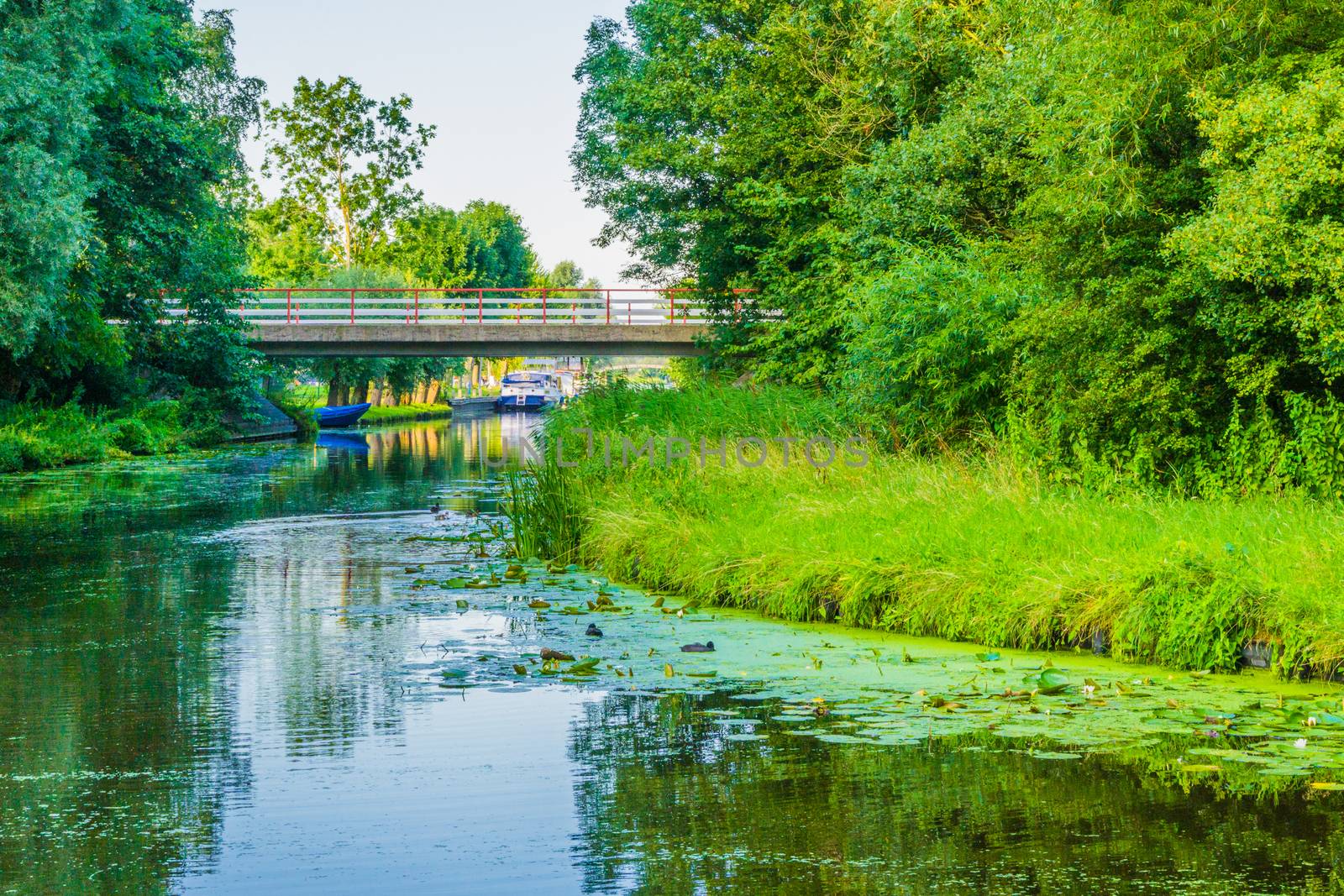 beautiful water pond with bridge grass and trees by charlottebleijenberg