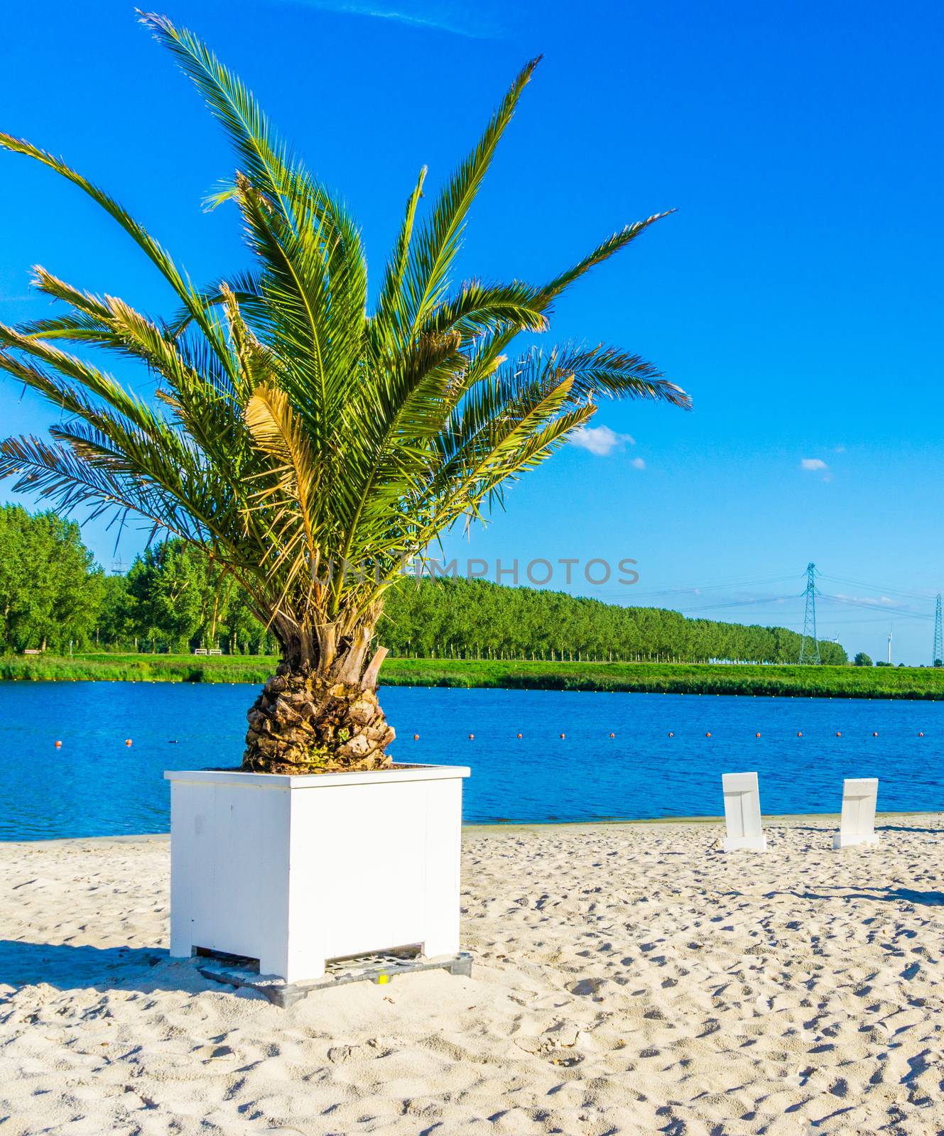 palm tree in a planter at a beach resort at a lake landscape by charlottebleijenberg