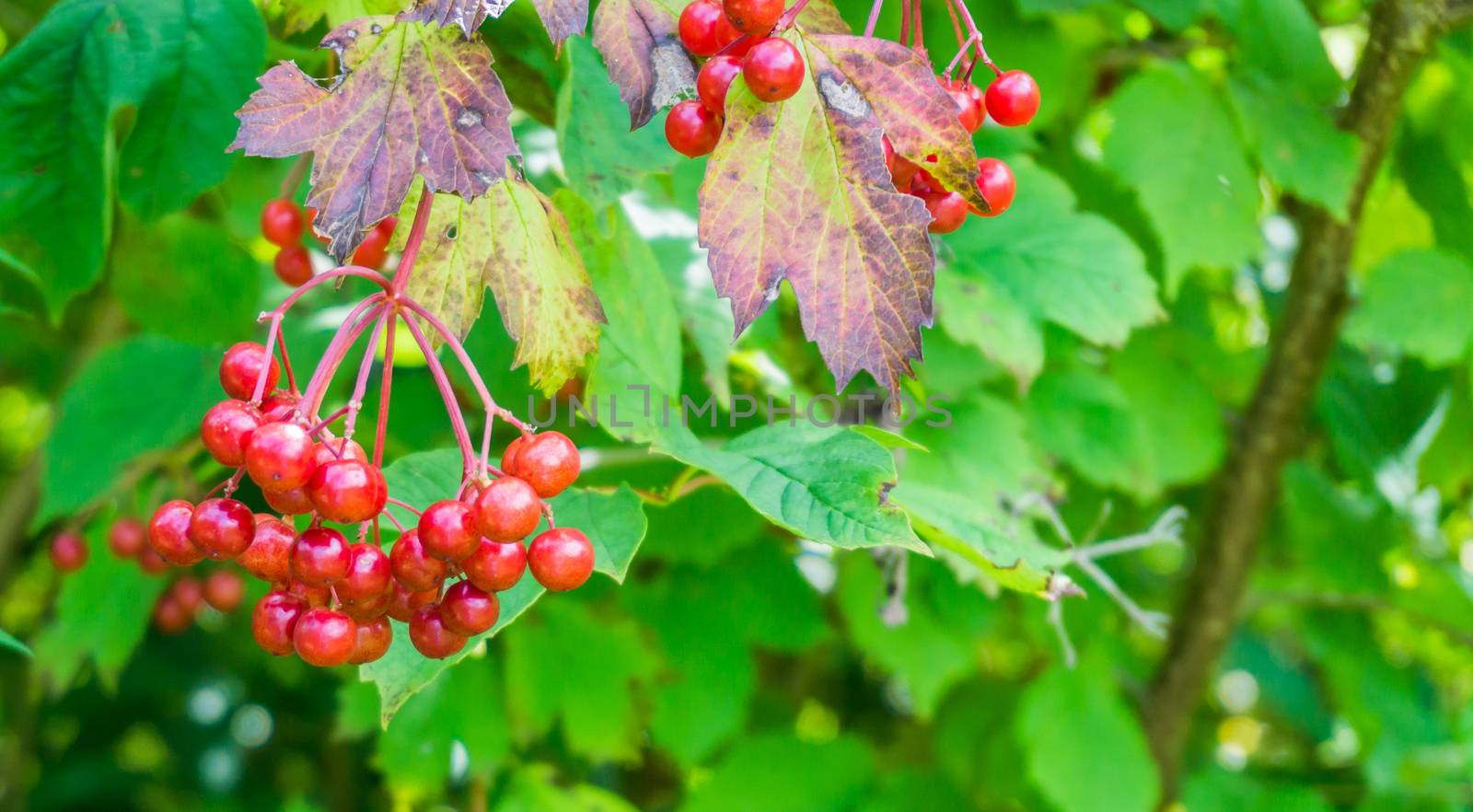 bunches of ripe red berries with leaves on the tree close up