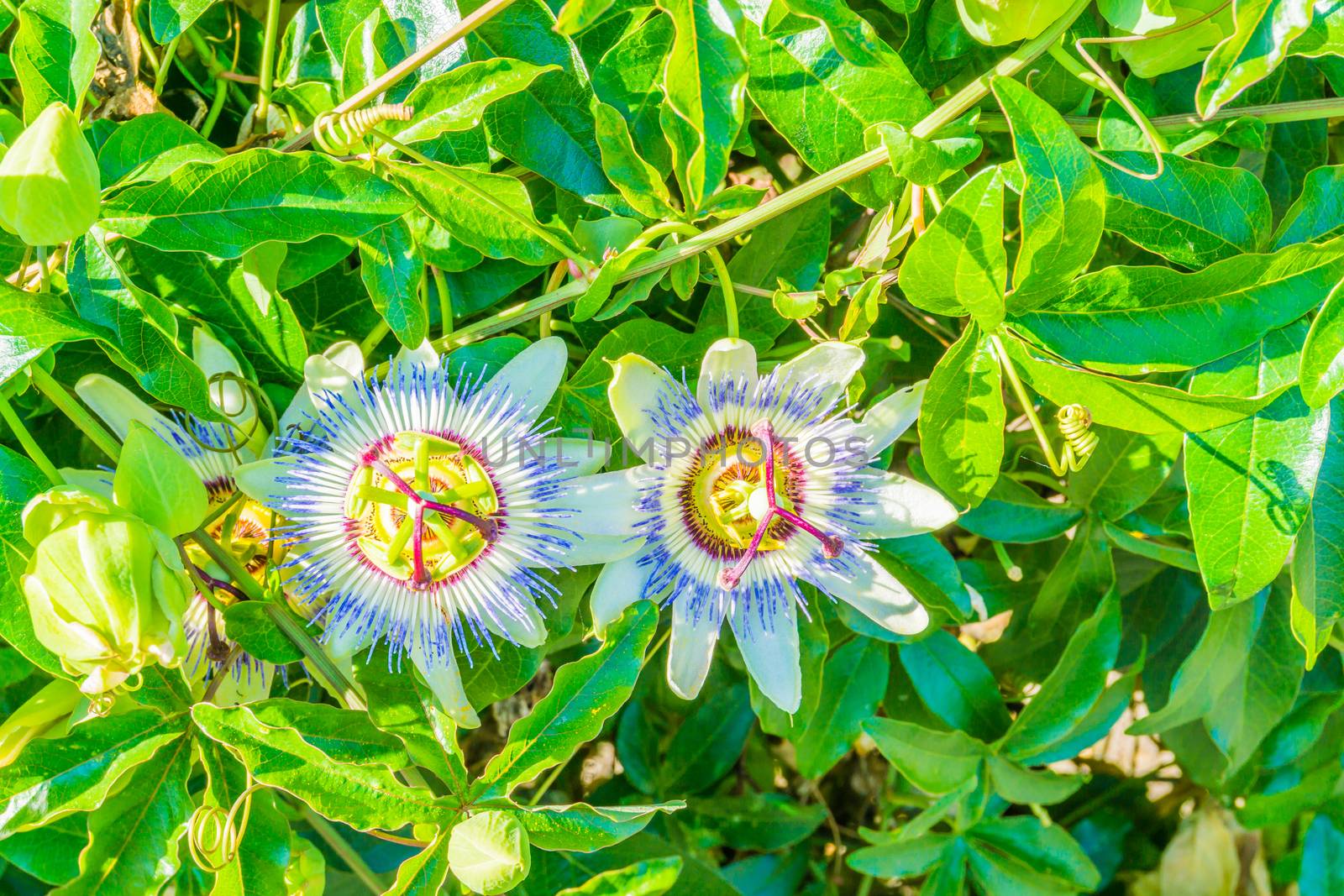 two passion flowers on a passion flower plant white blue colors by charlottebleijenberg