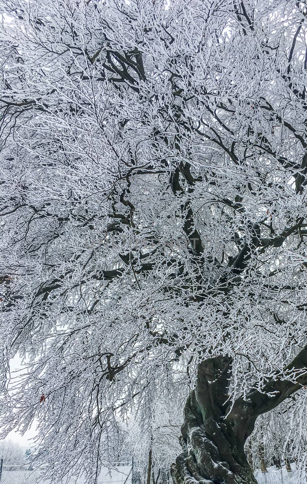 Beautiful tree with all branches covered in white snow amazing beautiful christmas winter season nature background