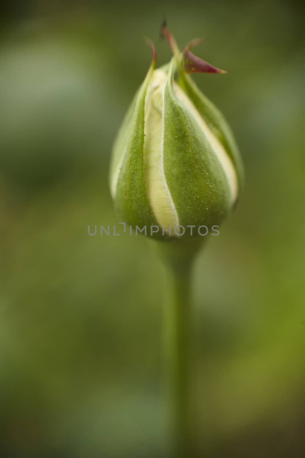 Bud of a rose taken with macro lens on a green background.
