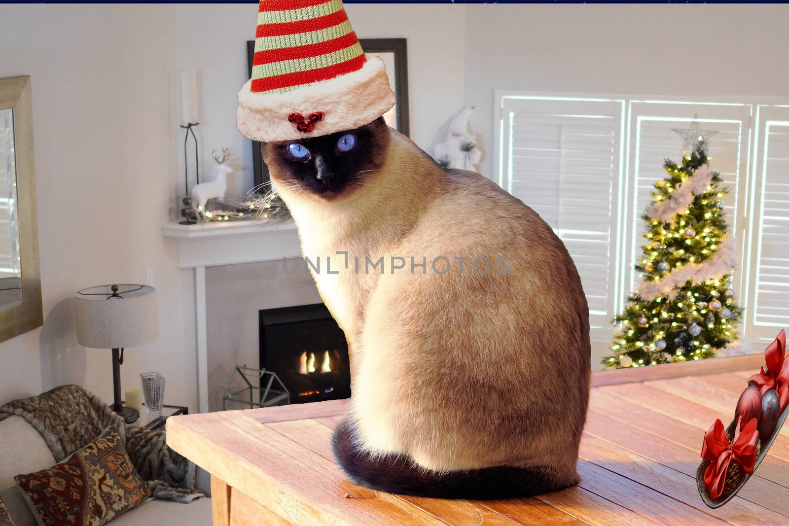 Christmas cute and funny cat wearing a elf hat sitting on a table in a decorated christmas house room by charlottebleijenberg