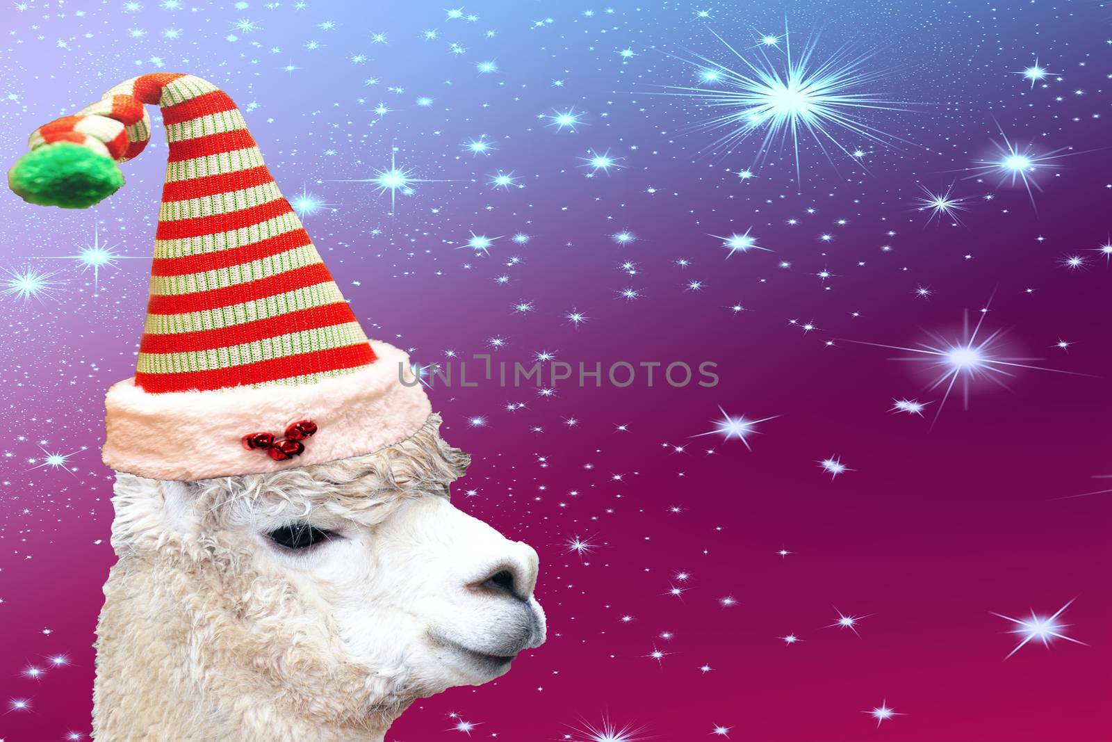 Funny christmas animal alpaca wearing a striped elf hat isolated on a colored background with stars by charlottebleijenberg