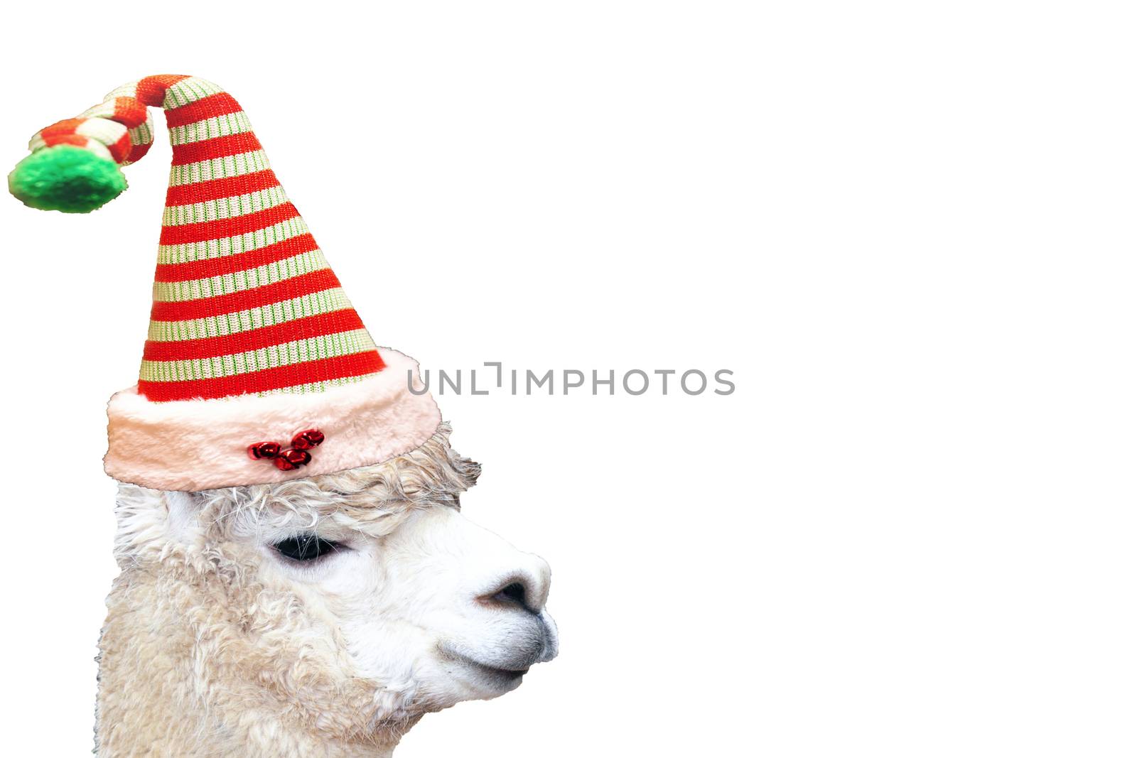 very cute and funny christmas animal alpaca wearing a elf hat isolated on a empty white background by charlottebleijenberg