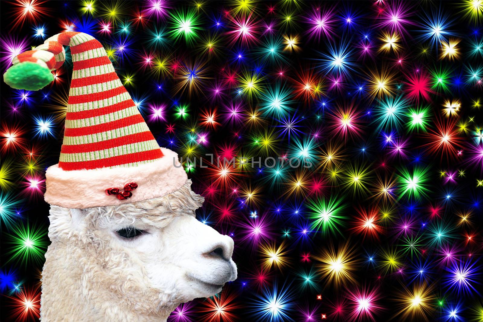 Funny christmas animal card a llama wearing a christmas elf hat isolated on a black background with colorful stars by charlottebleijenberg
