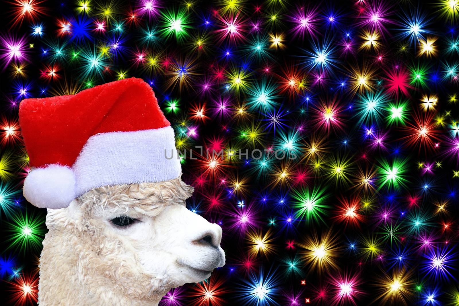 Christmas funny alpaca head wearing a santa claus hat isolated on a colorful christmas stars background