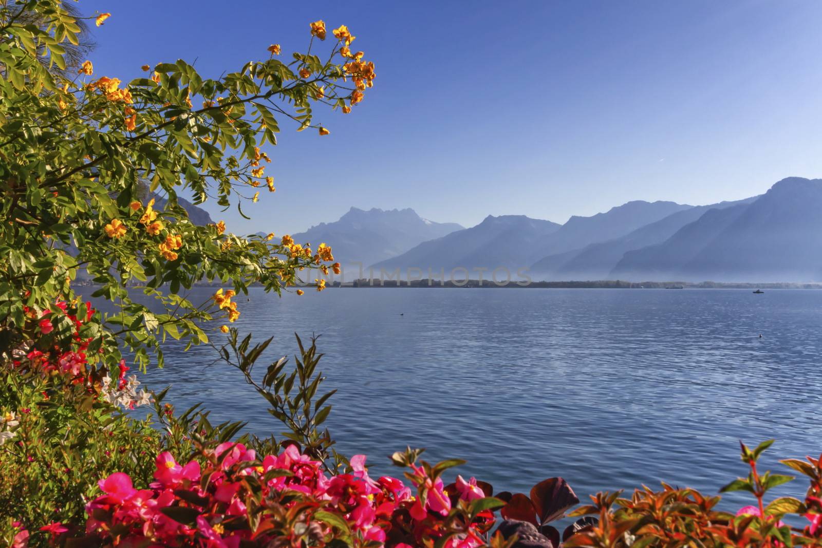 Plants and flowers next to Geneva Leman lake at Montreux by beautiful day, Switzerland