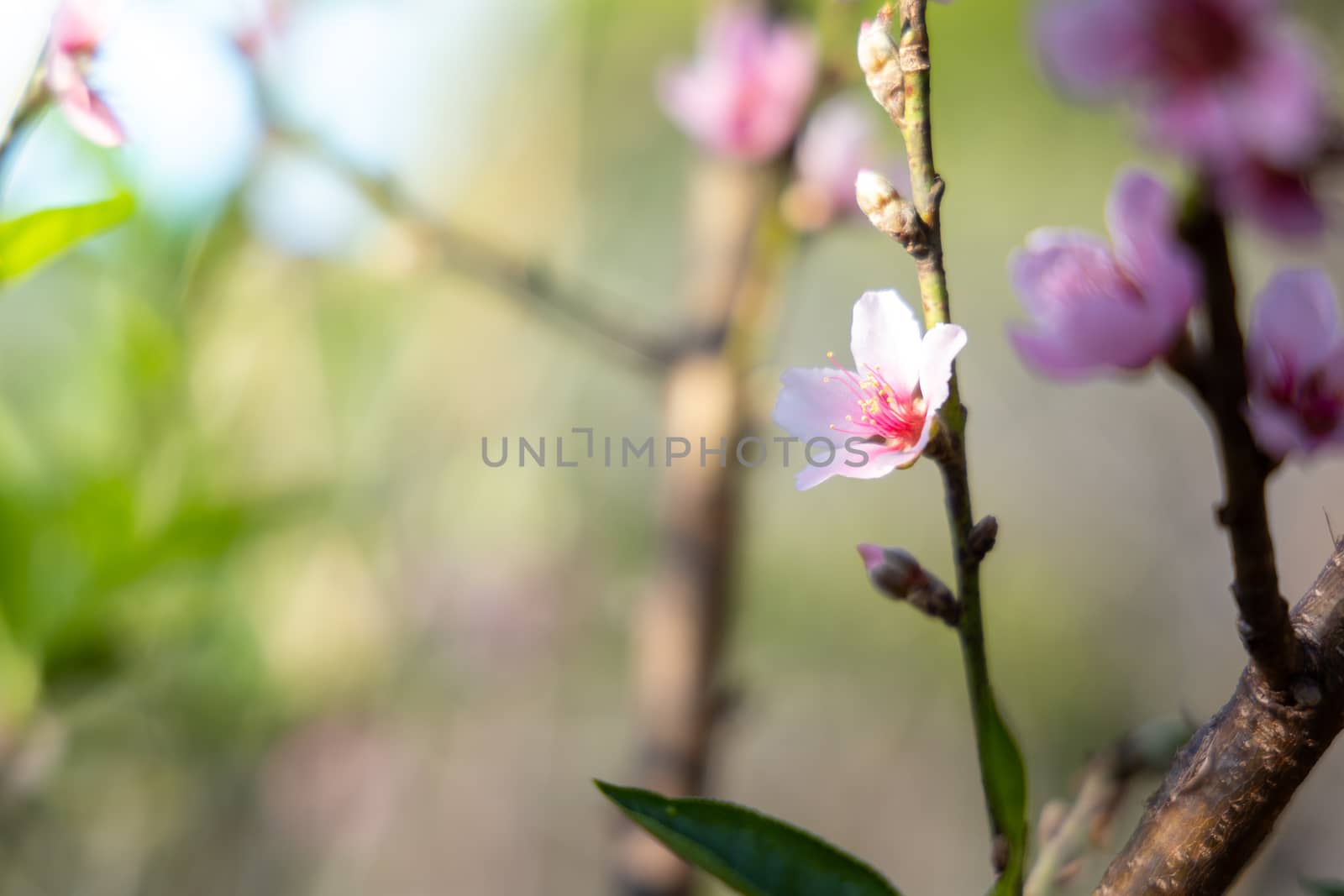 Sakura flowers blooming blossom in Chiang Mai, Thailand, nature background