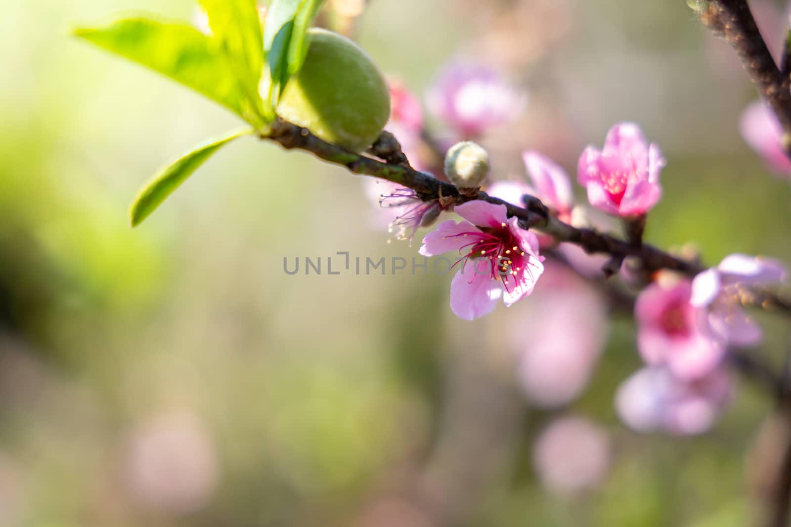 Sakura flowers blooming blossom in Chiang Mai, Thailand, nature background