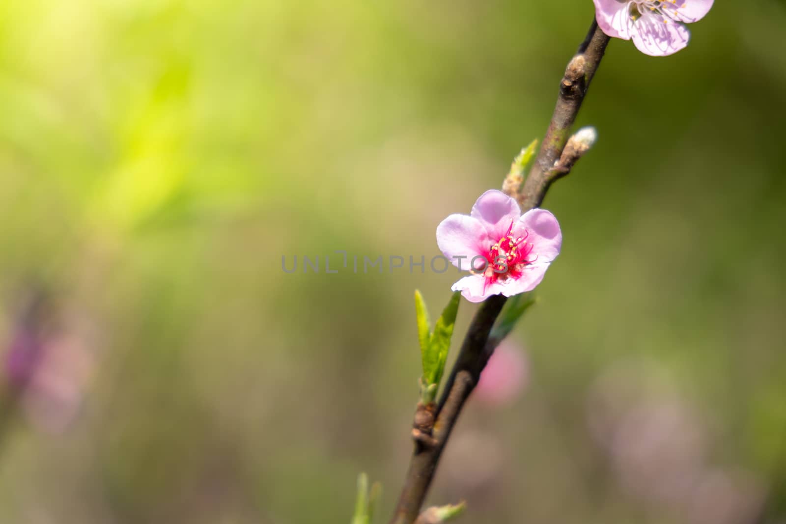 Sakura flowers blooming blossom in Chiang Mai, Thailand, nature background