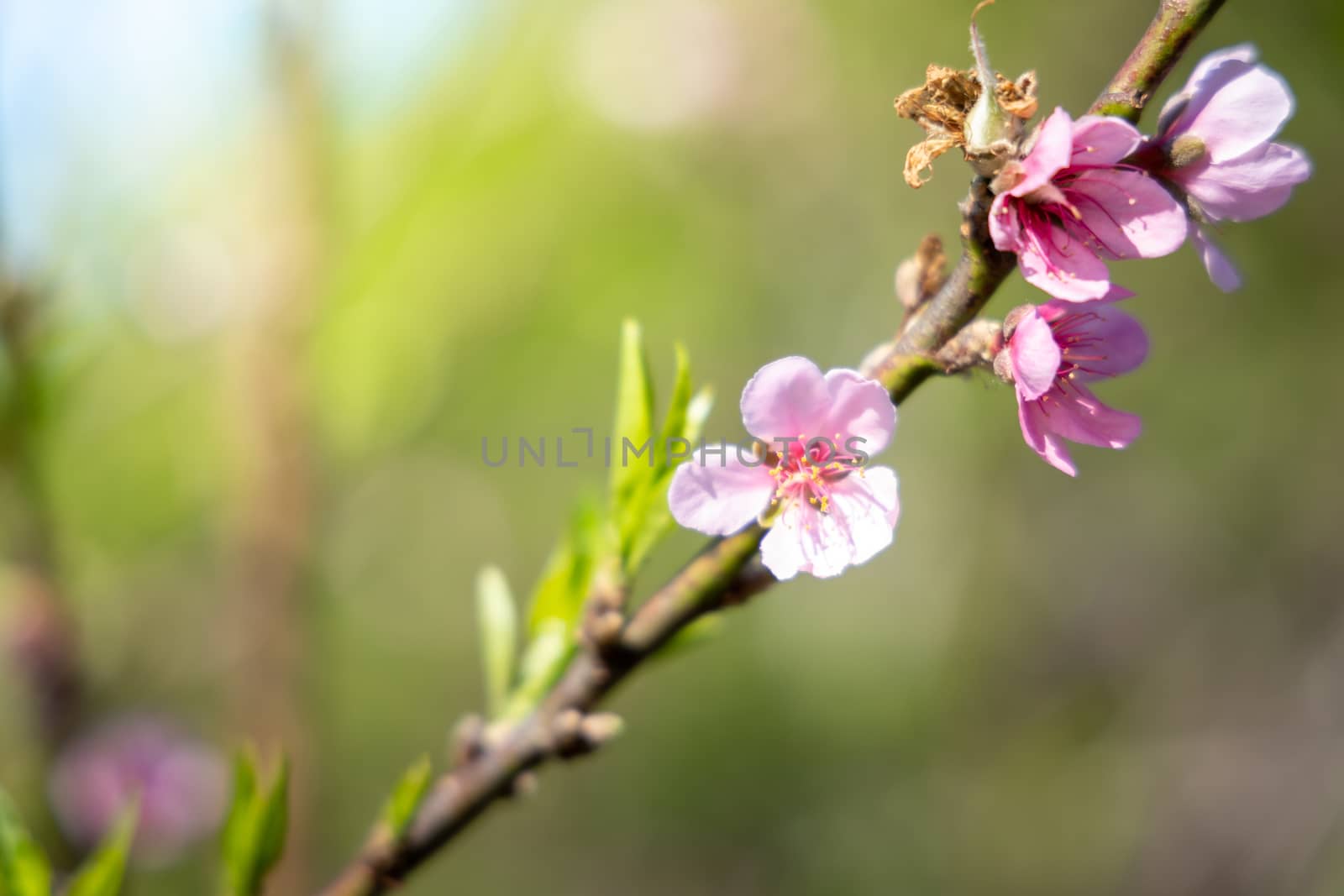 Sakura flowers blooming blossom in Chiang Mai, Thailand, nature background