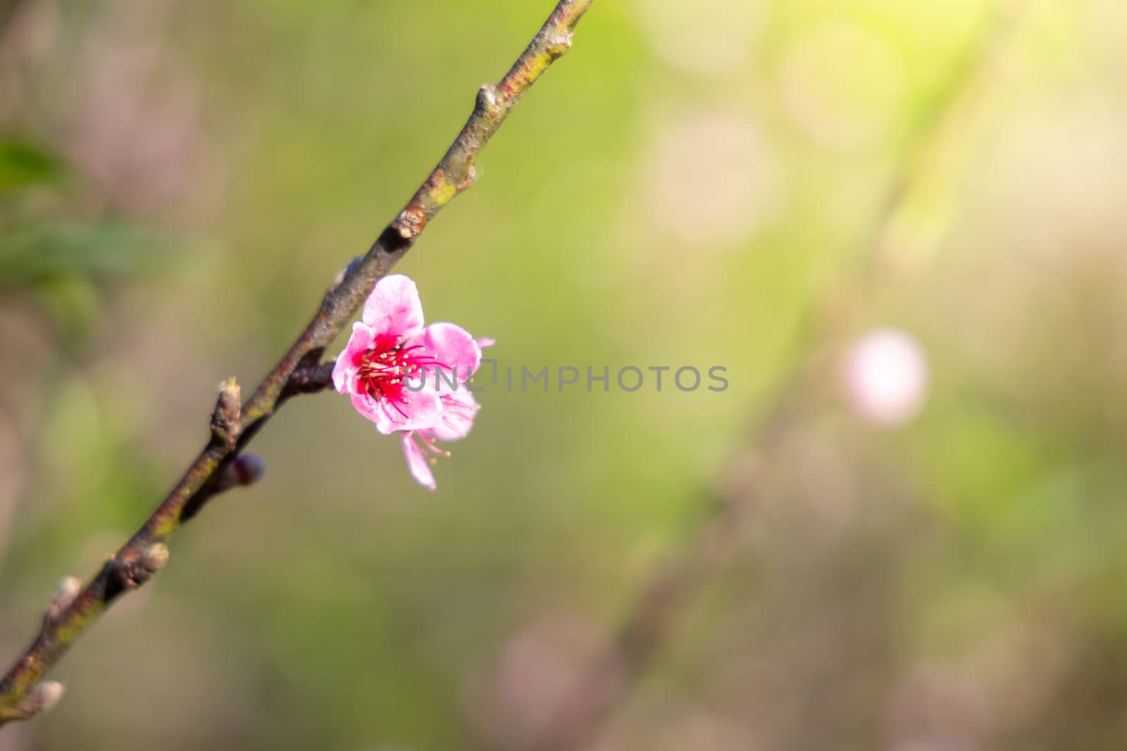 Sakura flowers blooming blossom in Chiang Mai, Thailand, nature background