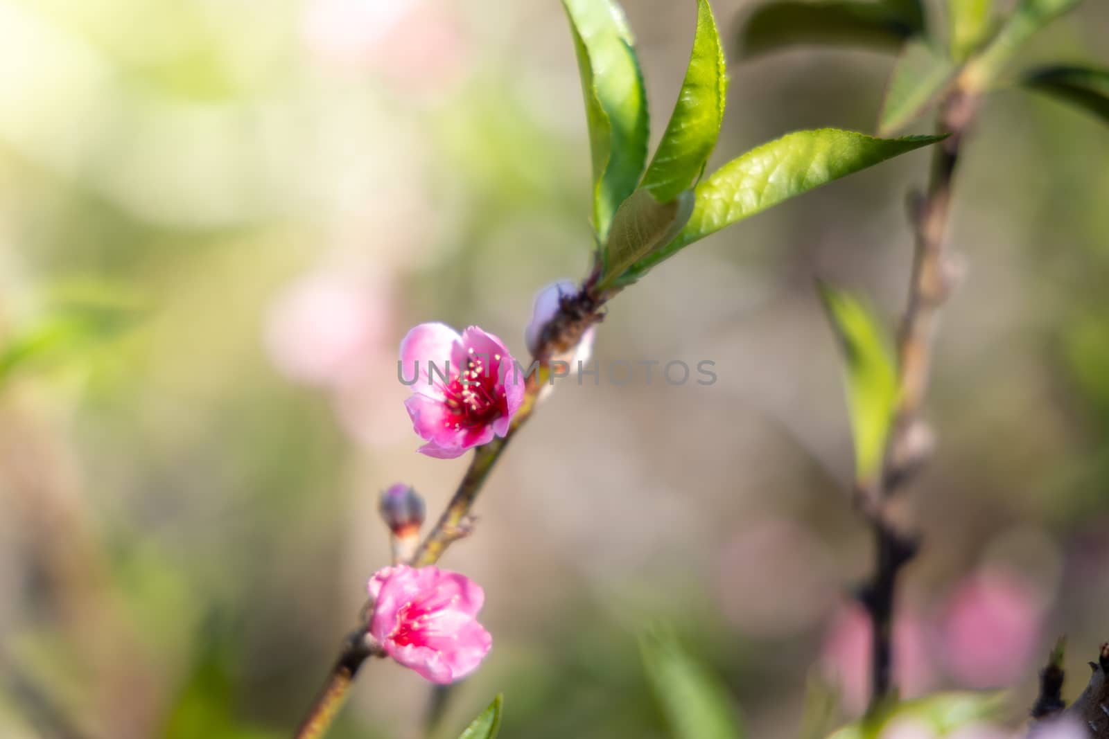 Sakura flowers blooming blossom in Chiang Mai, Thailand, nature background