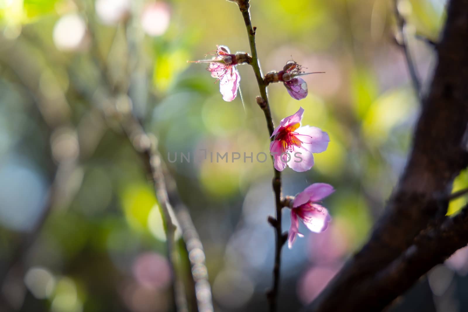 Sakura flowers blooming blossom in Chiang Mai, Thailand, nature background