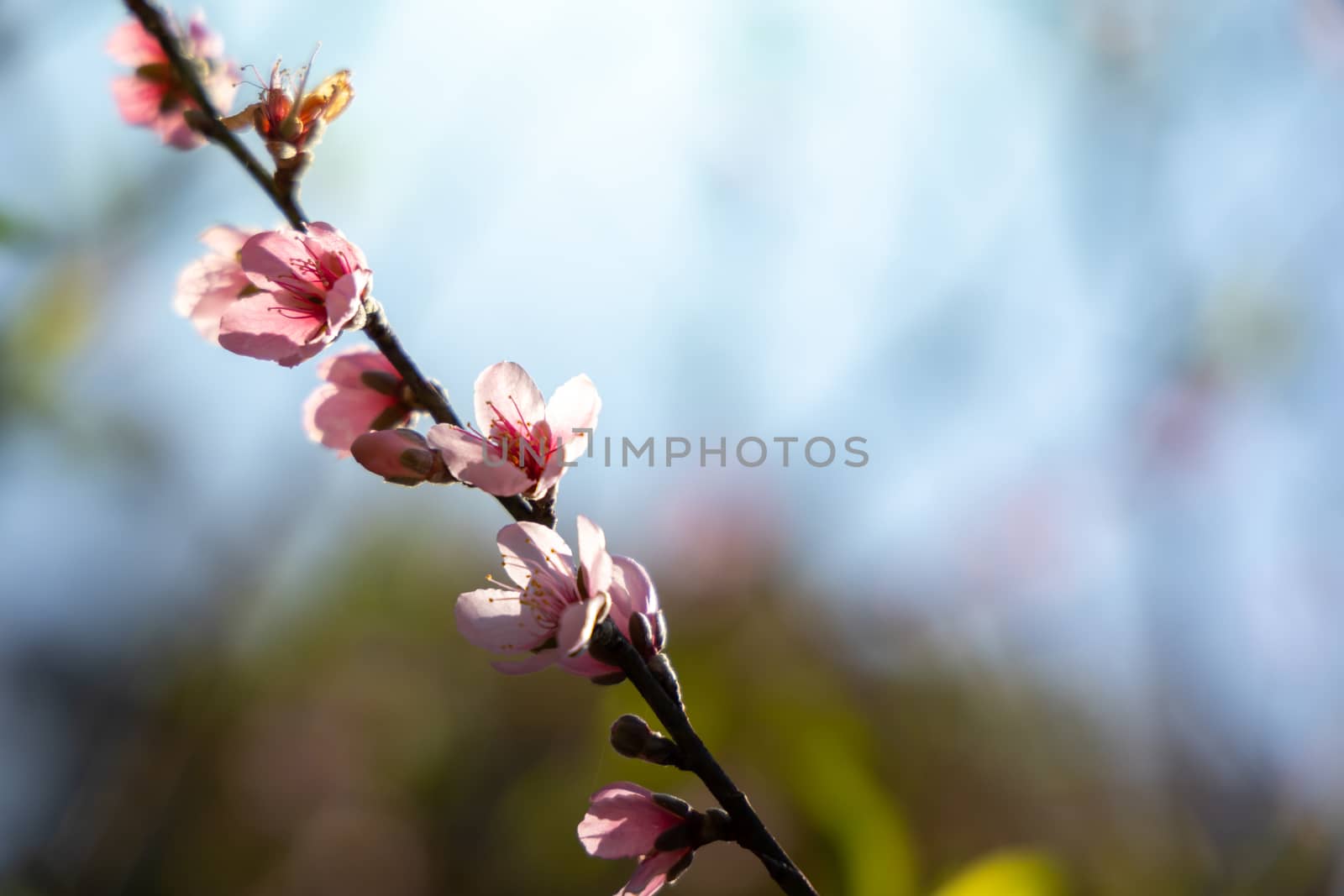 Sakura flowers blooming blossom in Chiang Mai, Thailand, nature background