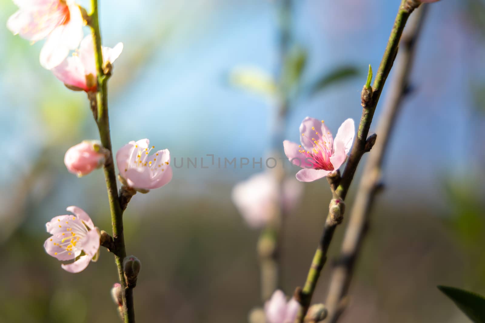 Sakura flowers blooming blossom in Chiang Mai, Thailand, nature background