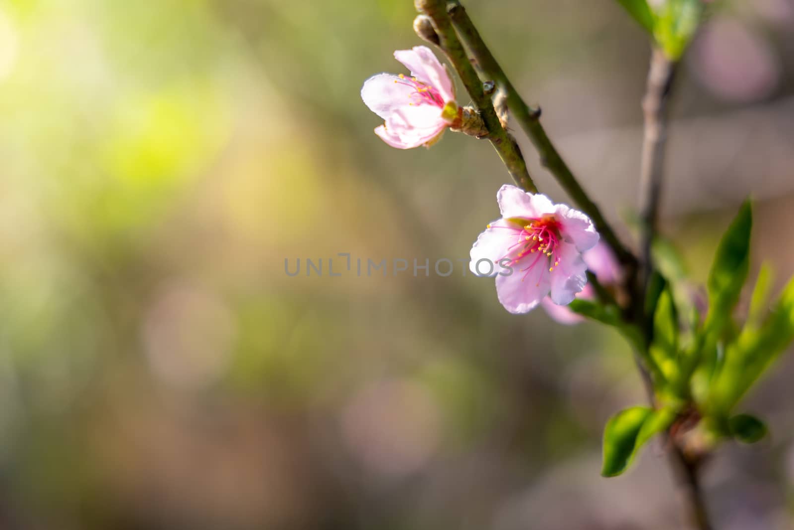 Sakura flowers blooming blossom in Chiang Mai, Thailand, nature background