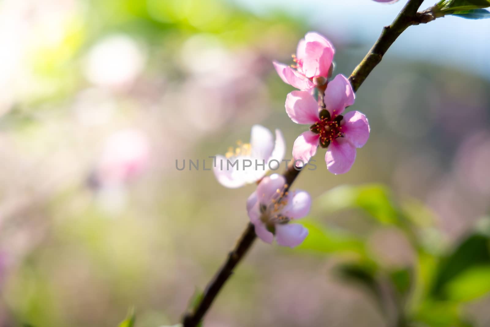 Sakura flowers blooming blossom in Chiang Mai, Thailand, nature background