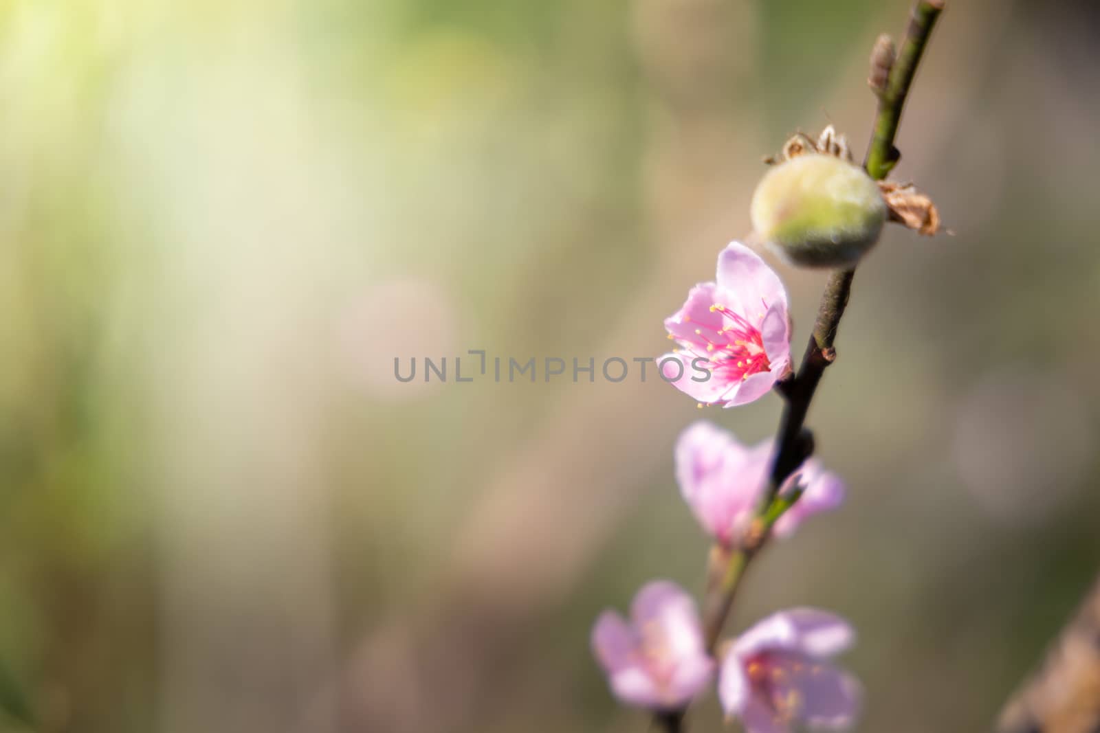 Sakura flowers blooming blossom in Chiang Mai, Thailand, nature background