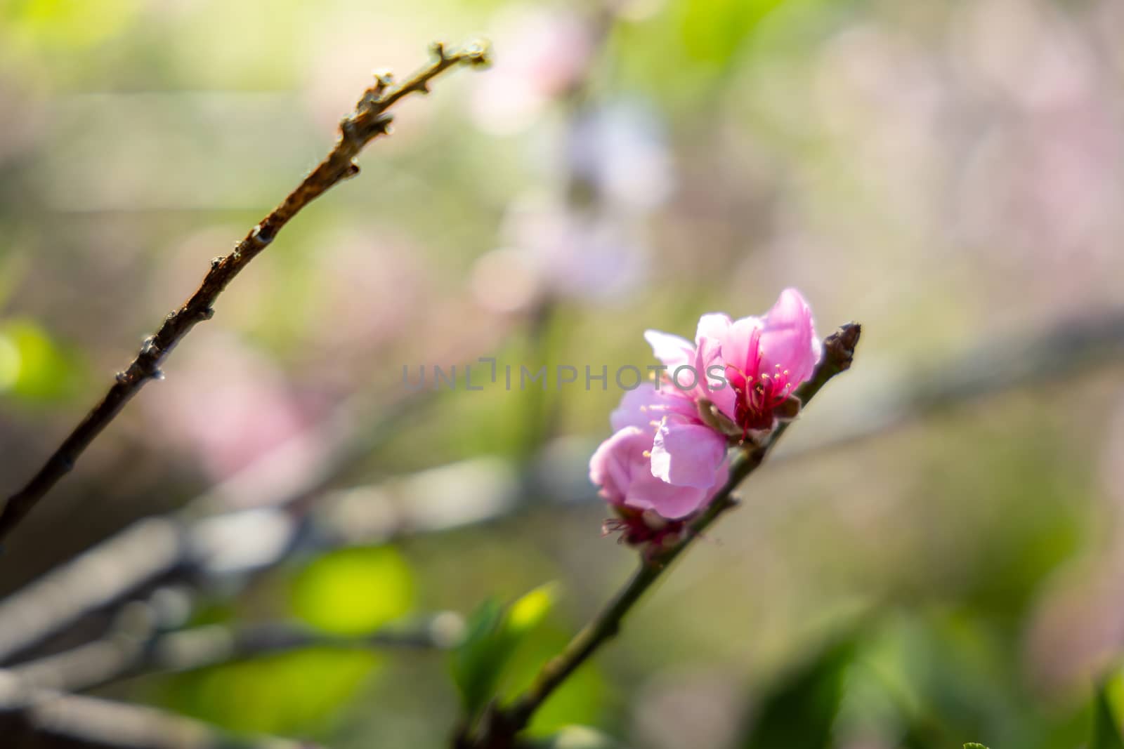 Sakura flowers blooming blossom in Chiang Mai, Thailand, nature background