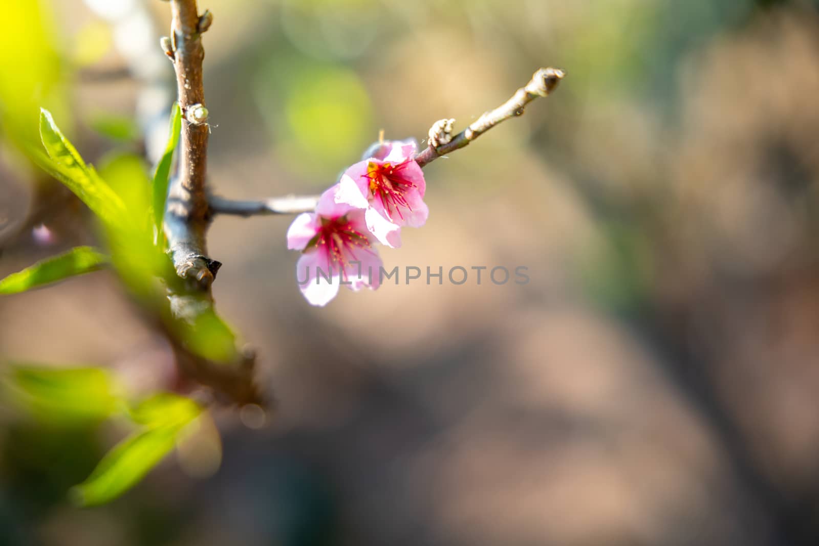 Sakura flowers blooming blossom in Chiang Mai, Thailand, nature background