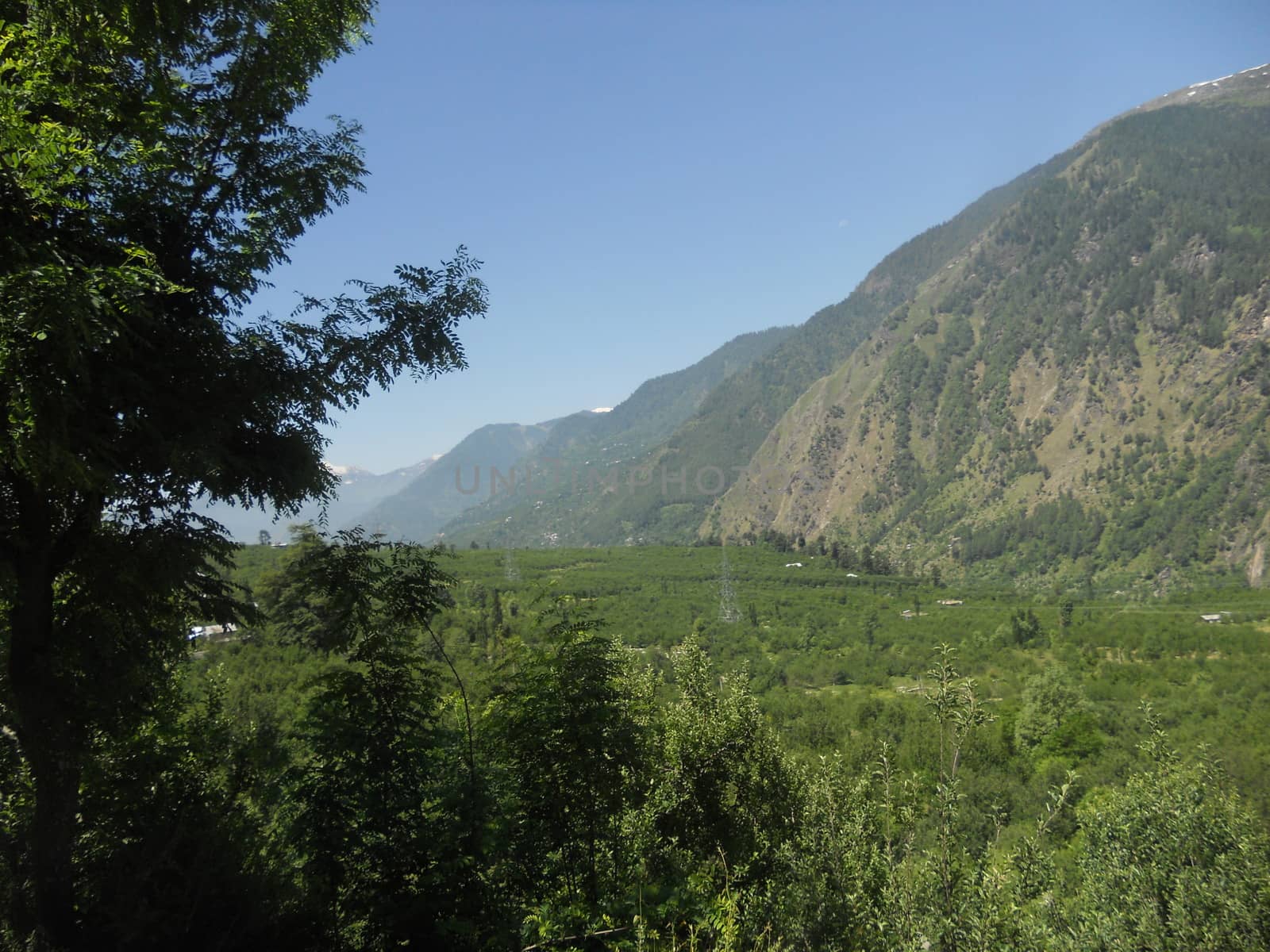 a wayside green forest