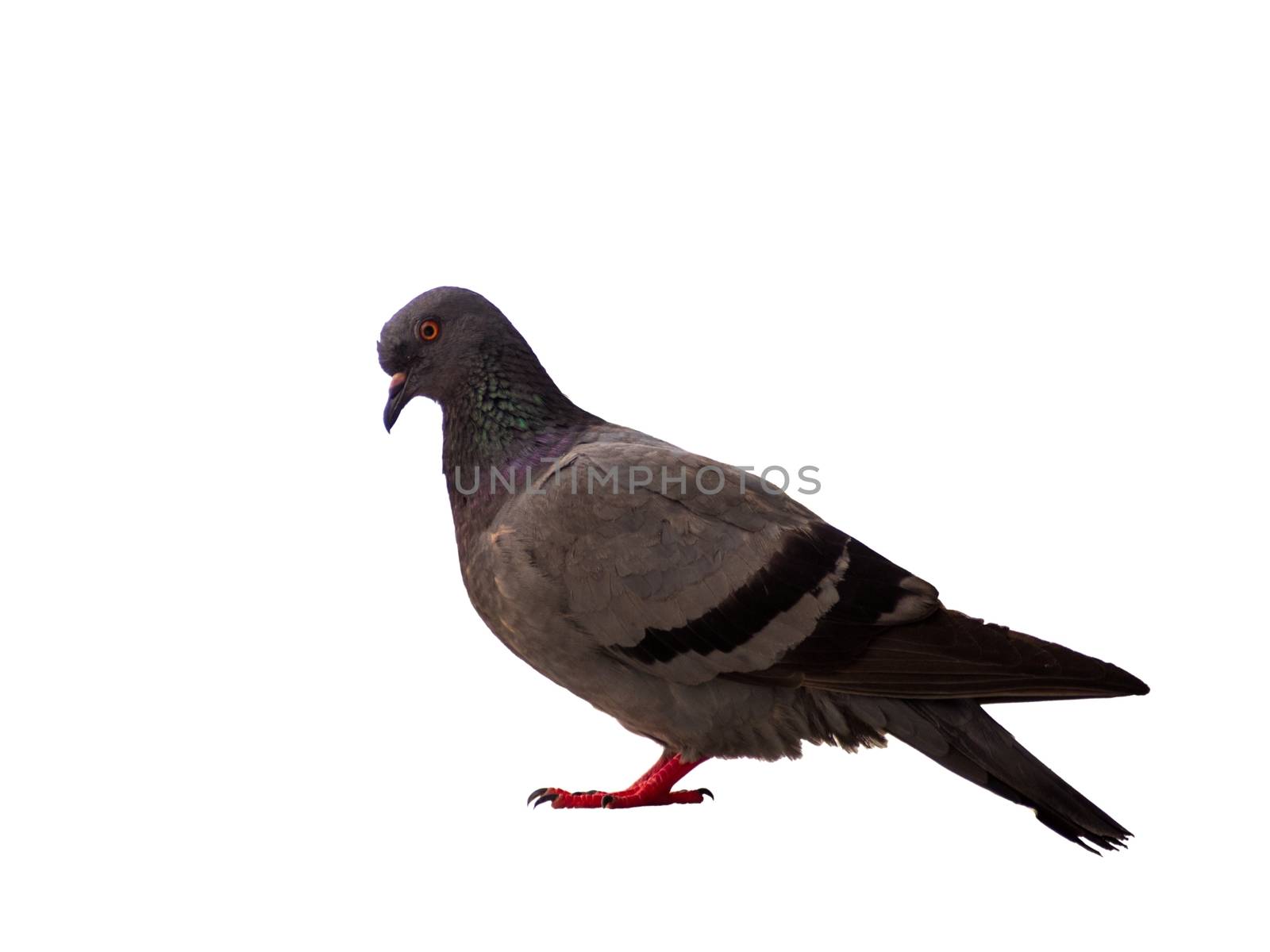A bird pigeon isolated on white background wild feral green blue.