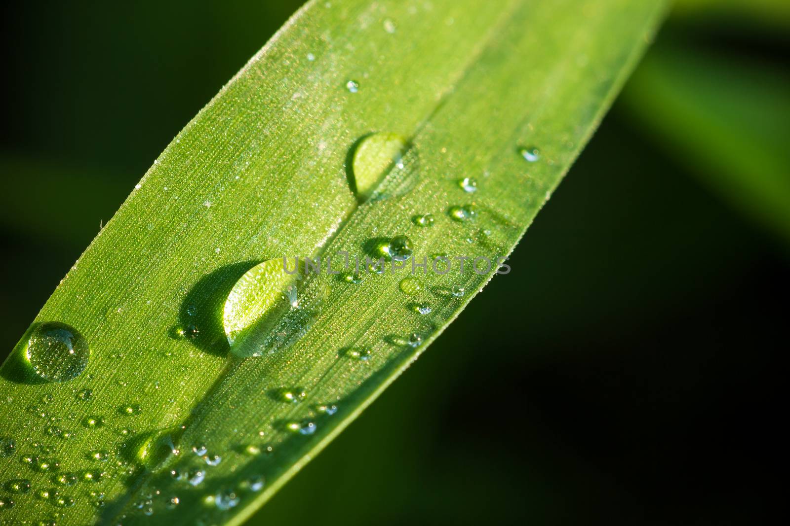 Dew on leaf in meadow. Closeup and copy space. Concept of rainy season.