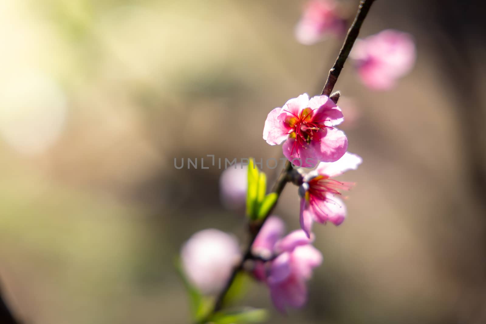 Sakura flowers blooming blossom in Chiang Mai, Thailand, nature background