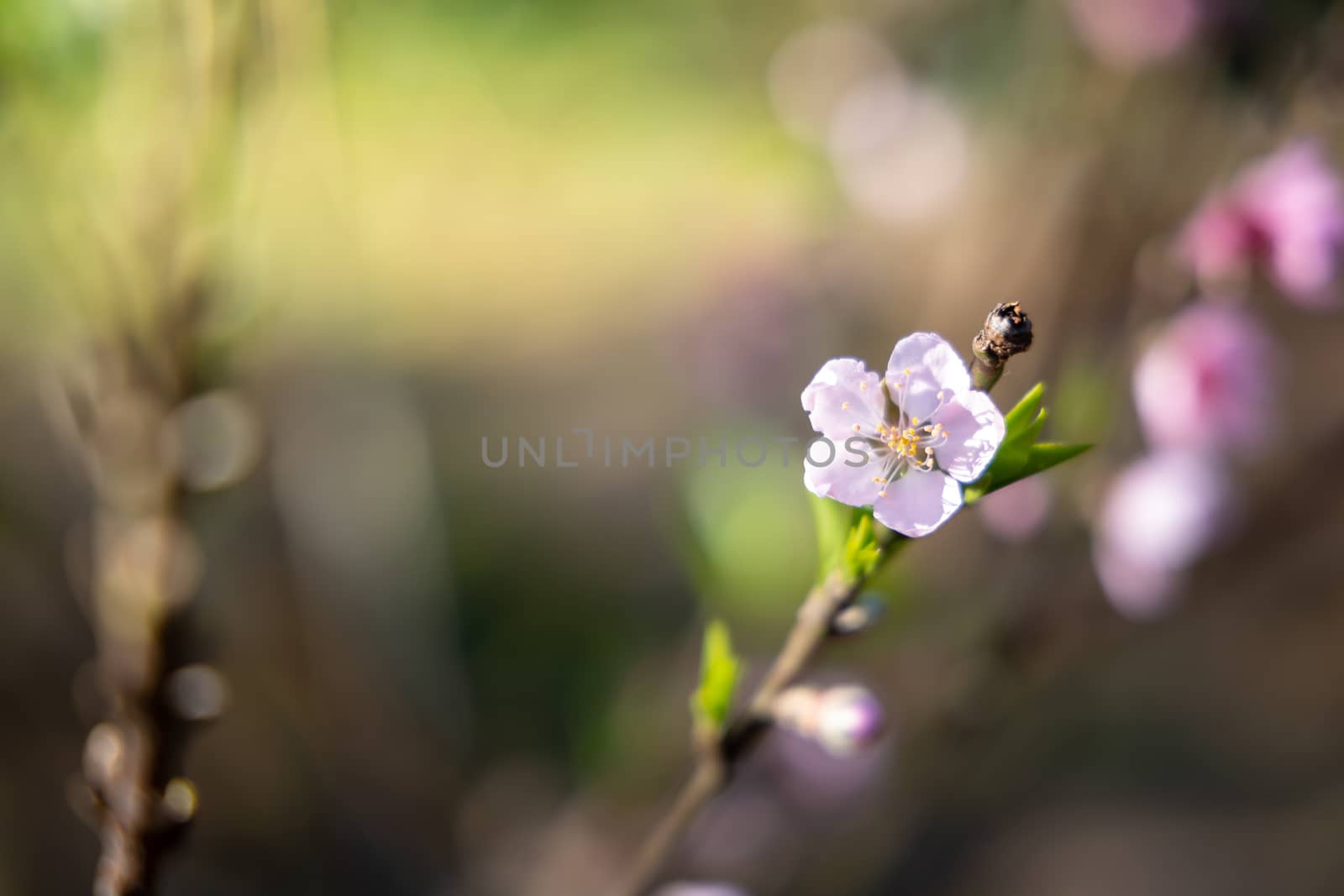 Sakura flowers blooming blossom in Chiang Mai, Thailand, nature background