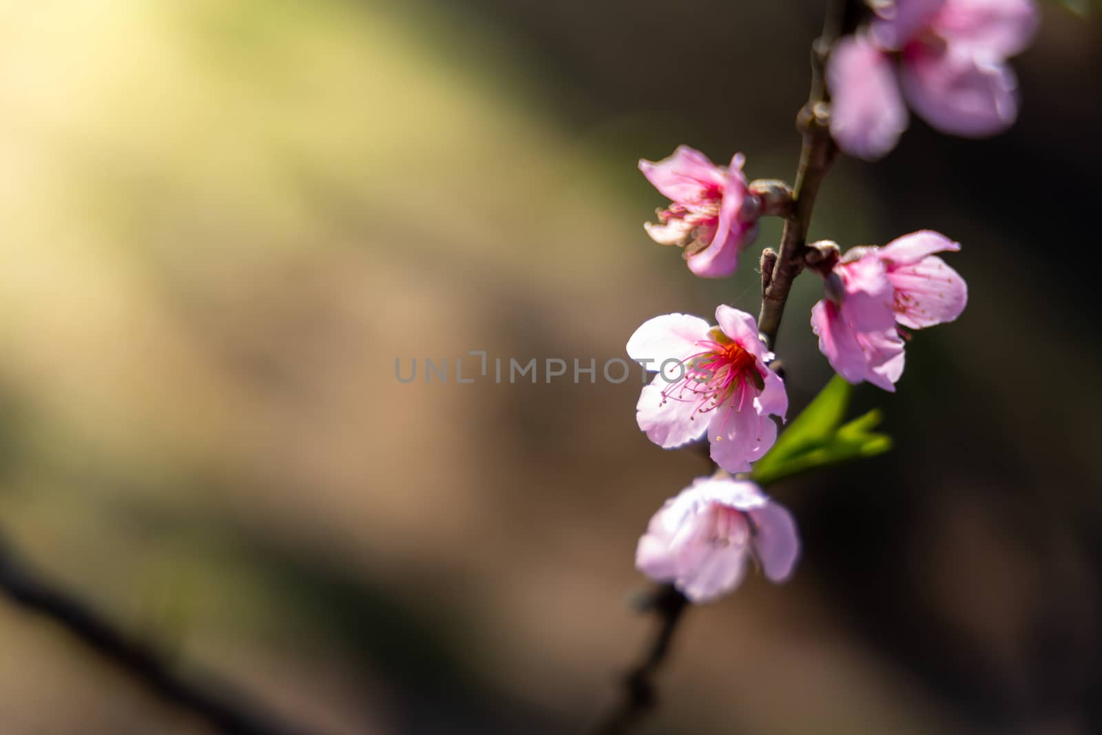 Sakura flowers blooming blossom in Chiang Mai, Thailand, nature background