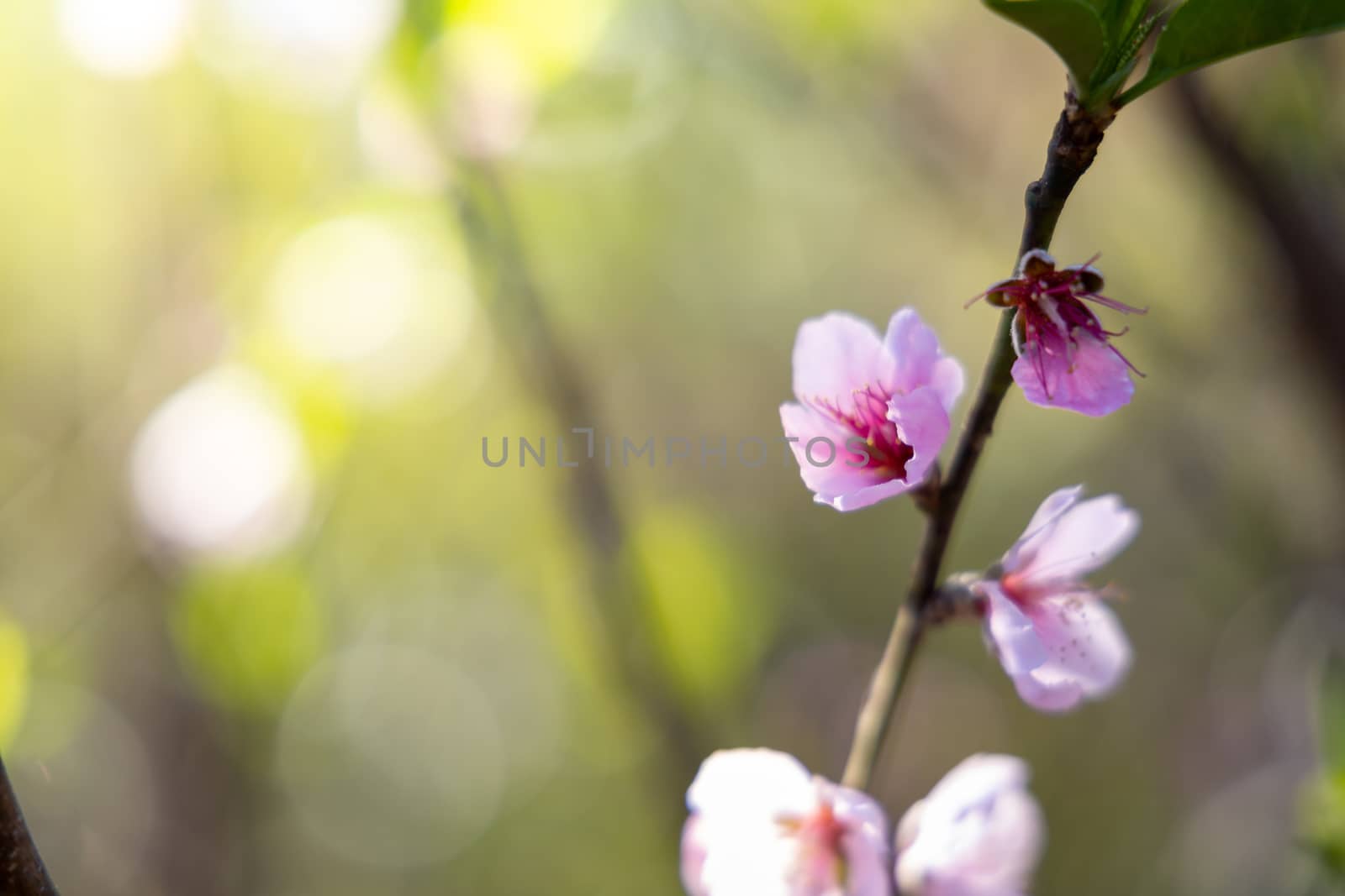 Sakura flowers blooming blossom in Chiang Mai, Thailand, nature background