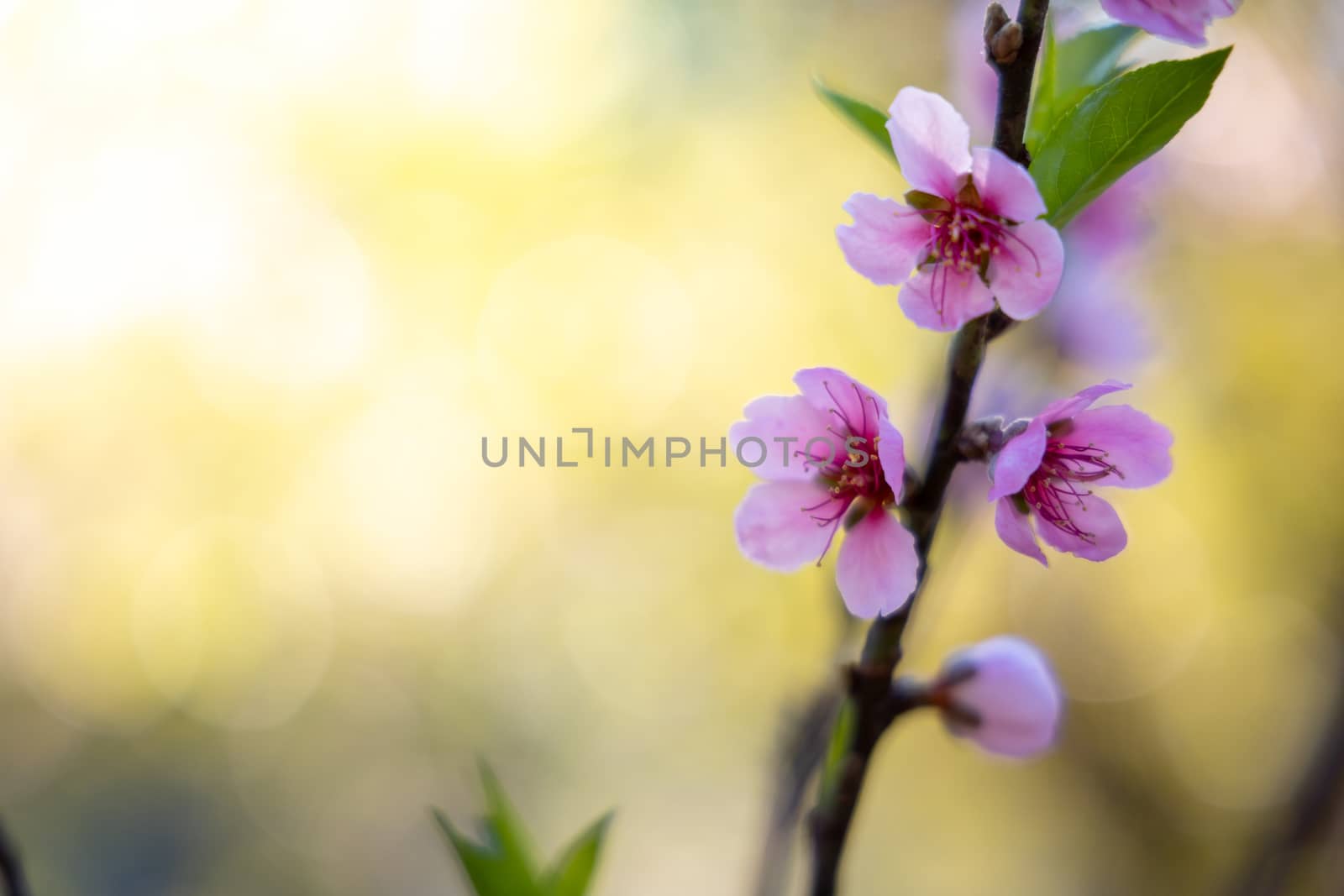 Sakura flowers blooming blossom in Chiang Mai, Thailand, nature background