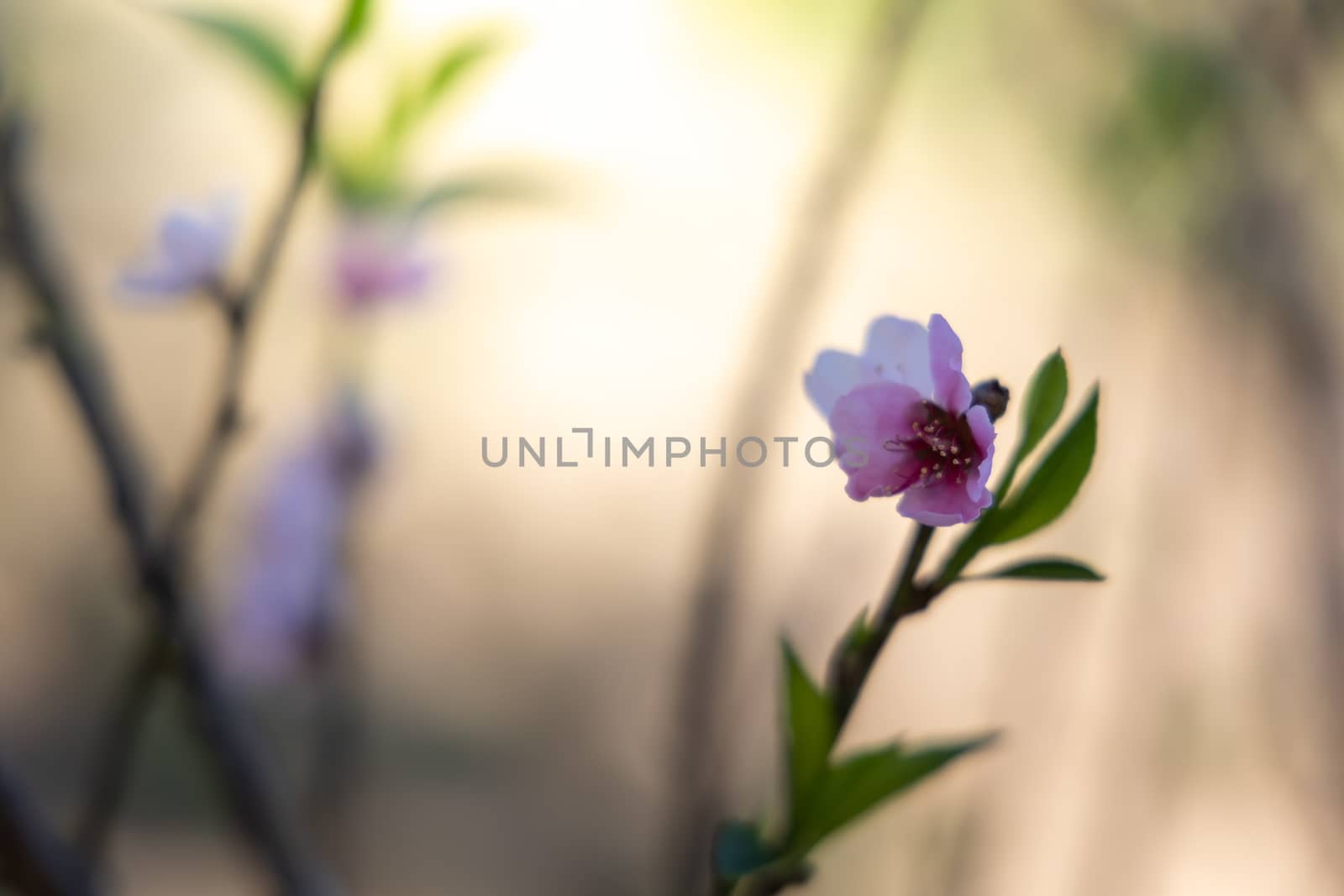 Sakura flowers blooming blossom in Chiang Mai, Thailand, nature background